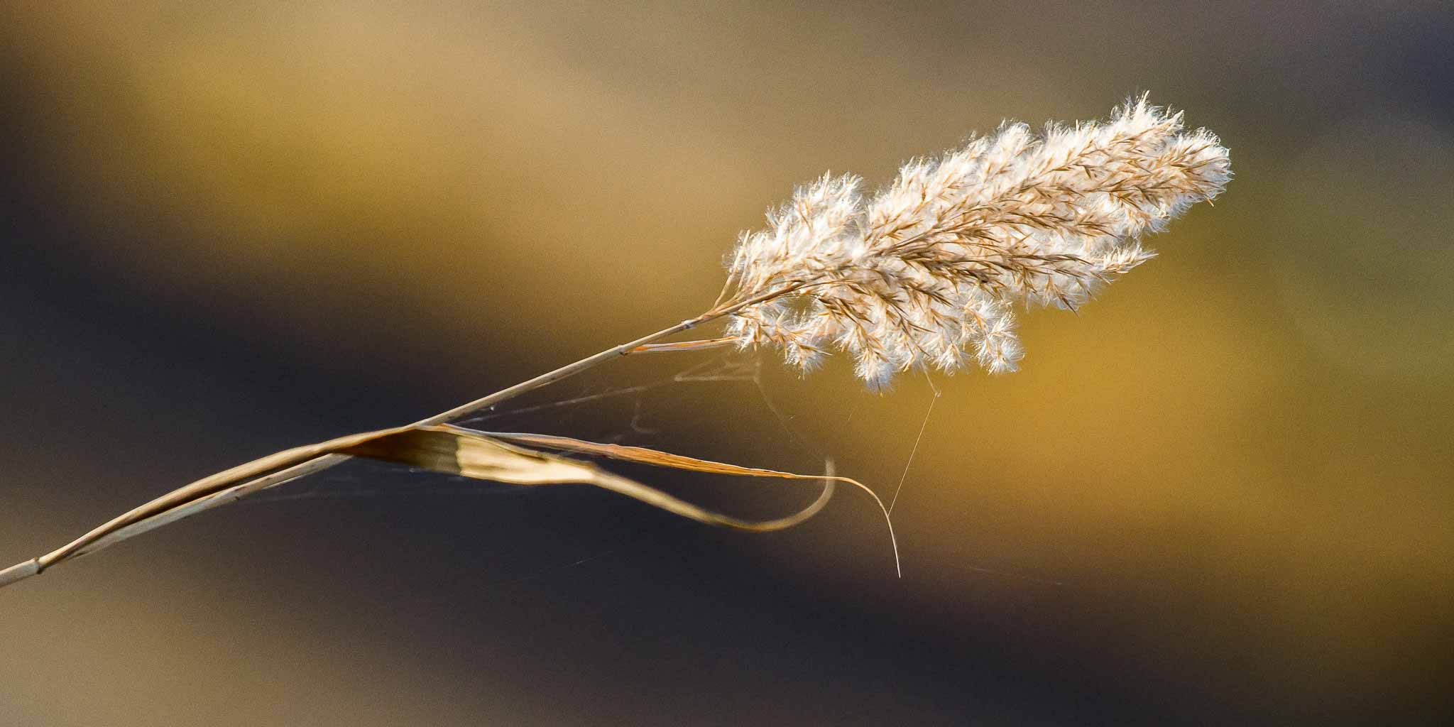 image of dried marsh grass seed head