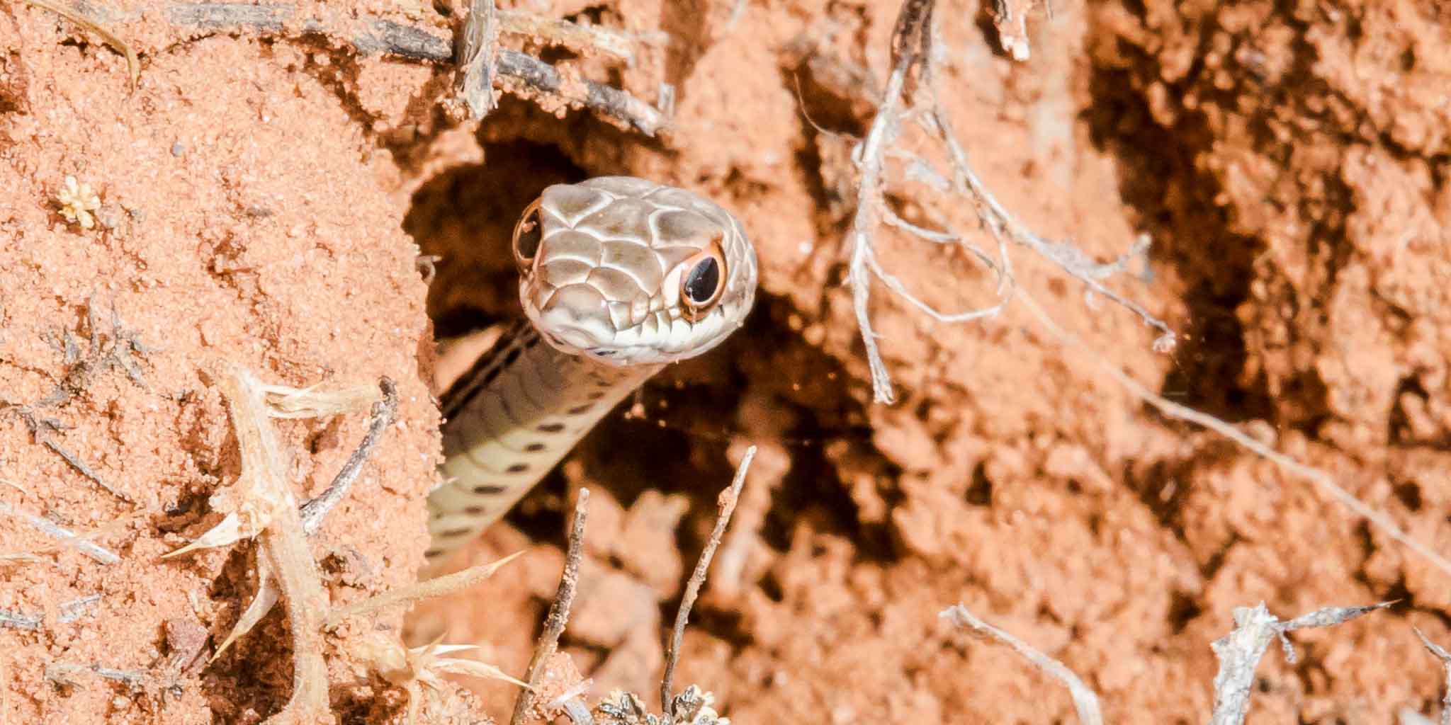 Western Patch-nosed Snake peering from burrow, Lockhart Road, Monticello UT