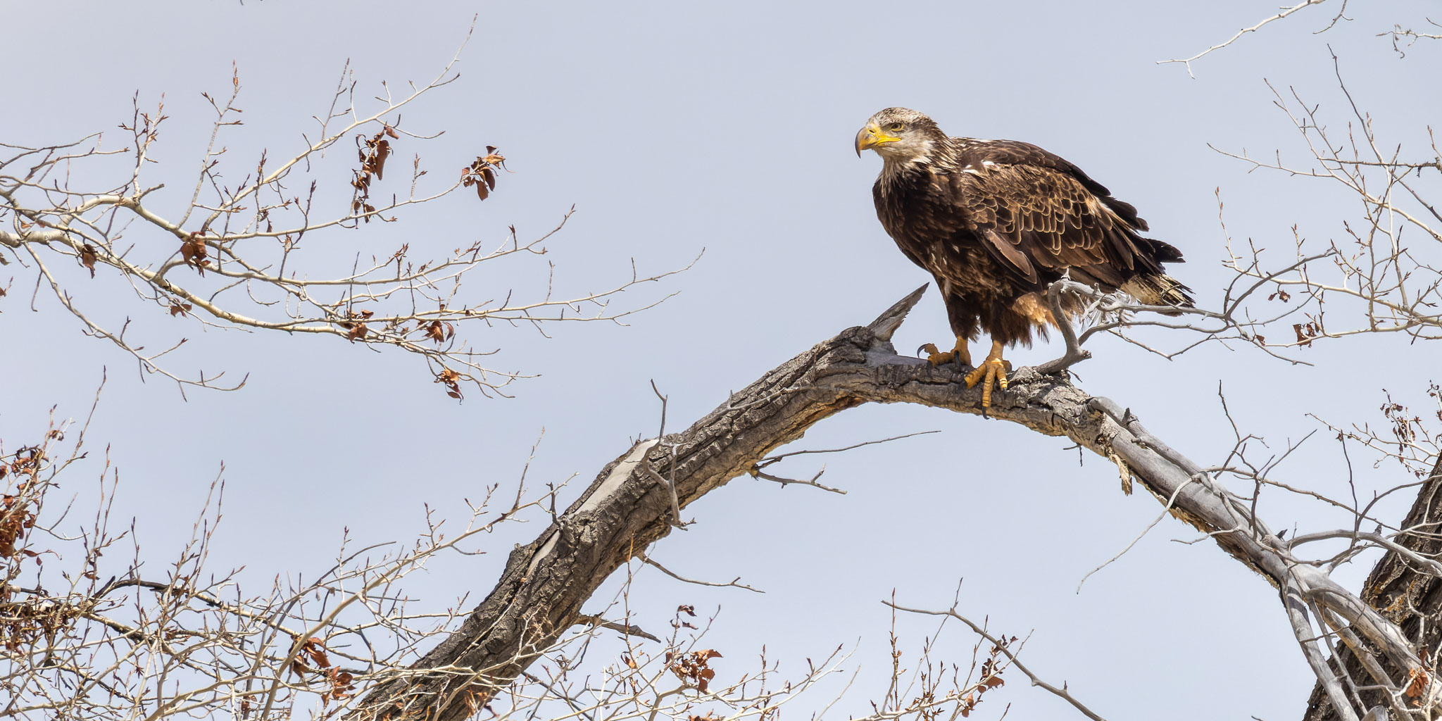 Young Bald Eagle, Slate Creek Campground, Fontenelle WY