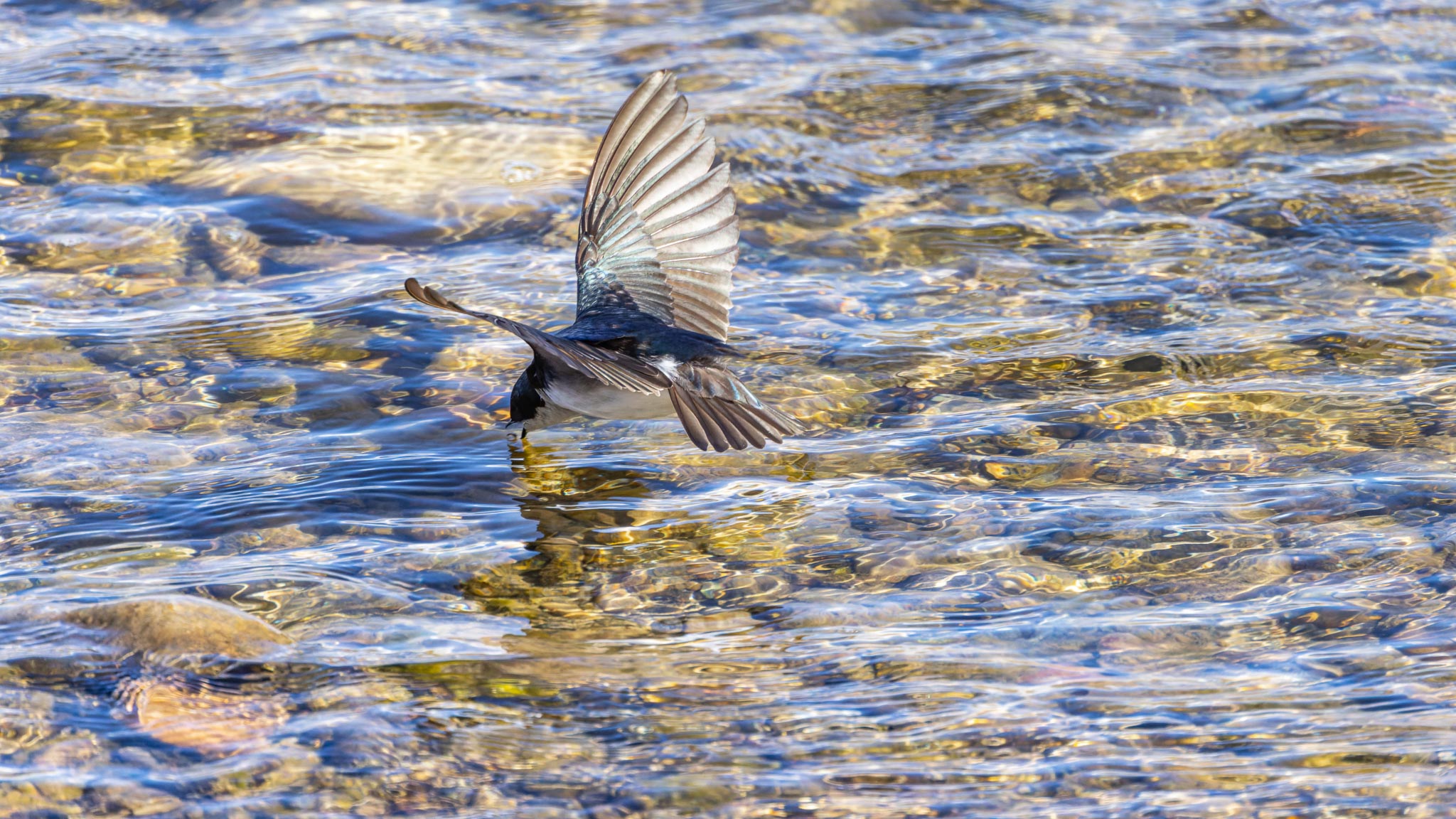 Tree Swallow, Green River, Fontenelle WY