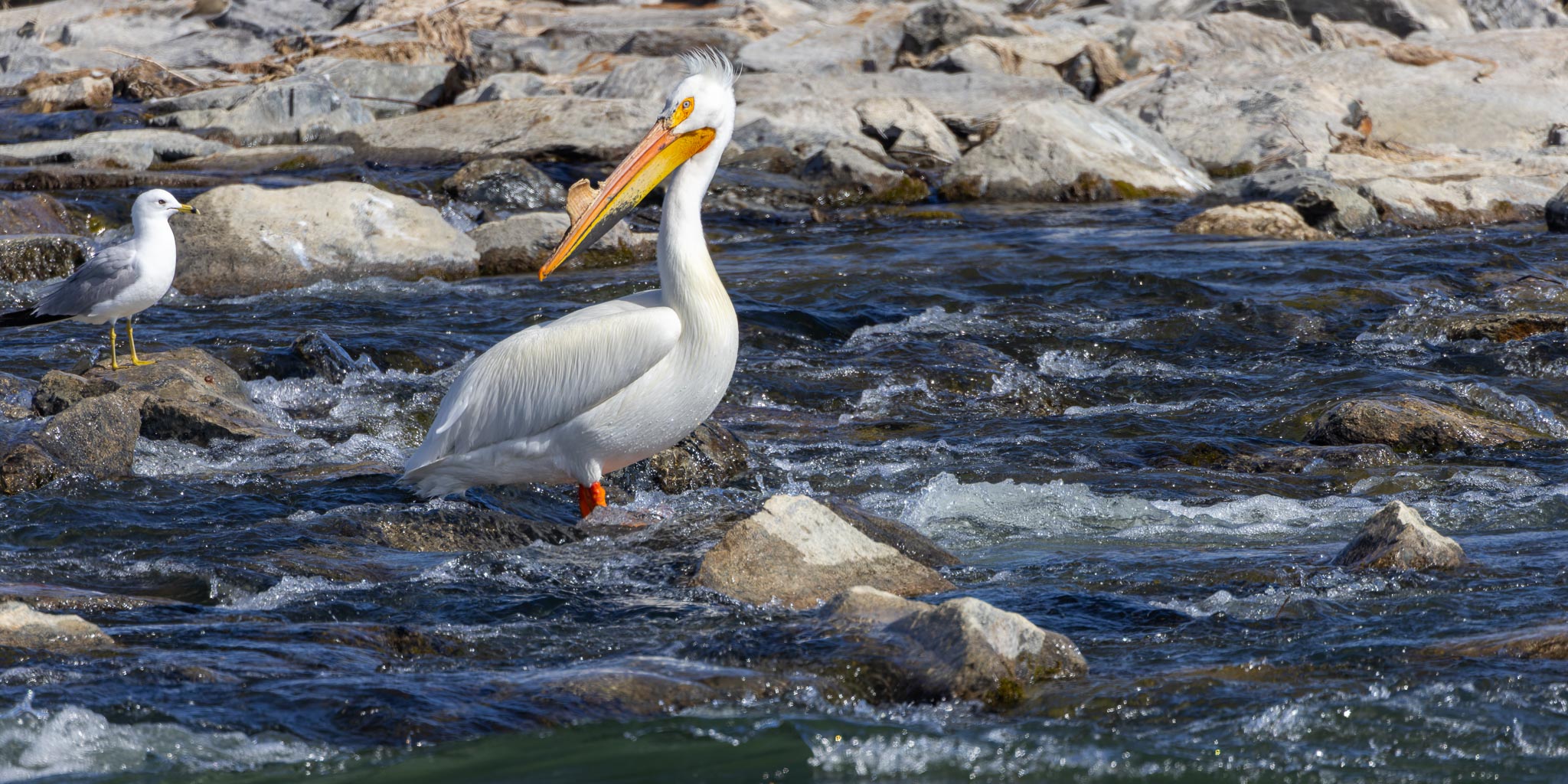 American White Pelican, Seedskadee National Wildlife Refuge, Fontenelle WY