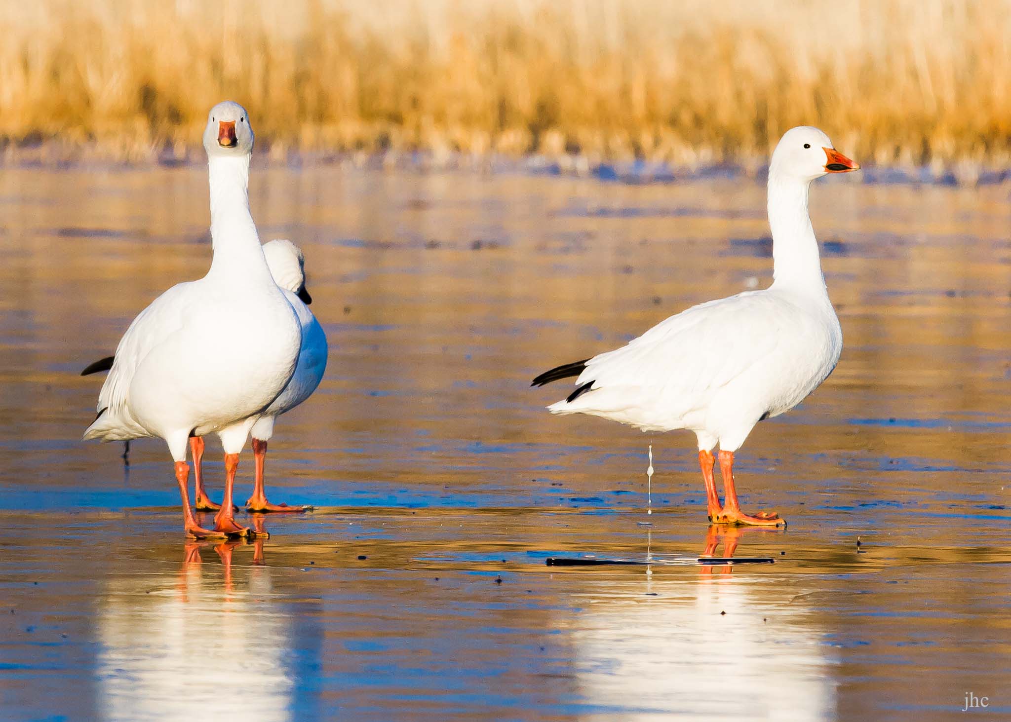 Snow Geese on an icy morning, Bosque del Apache National Wildlife Refuge, San Antonio NM, January 10, 2013