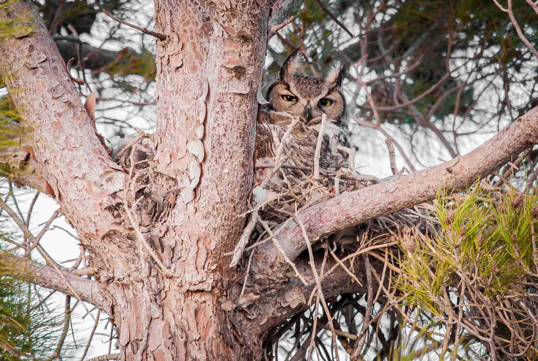 New Mother - Great Horned Owl