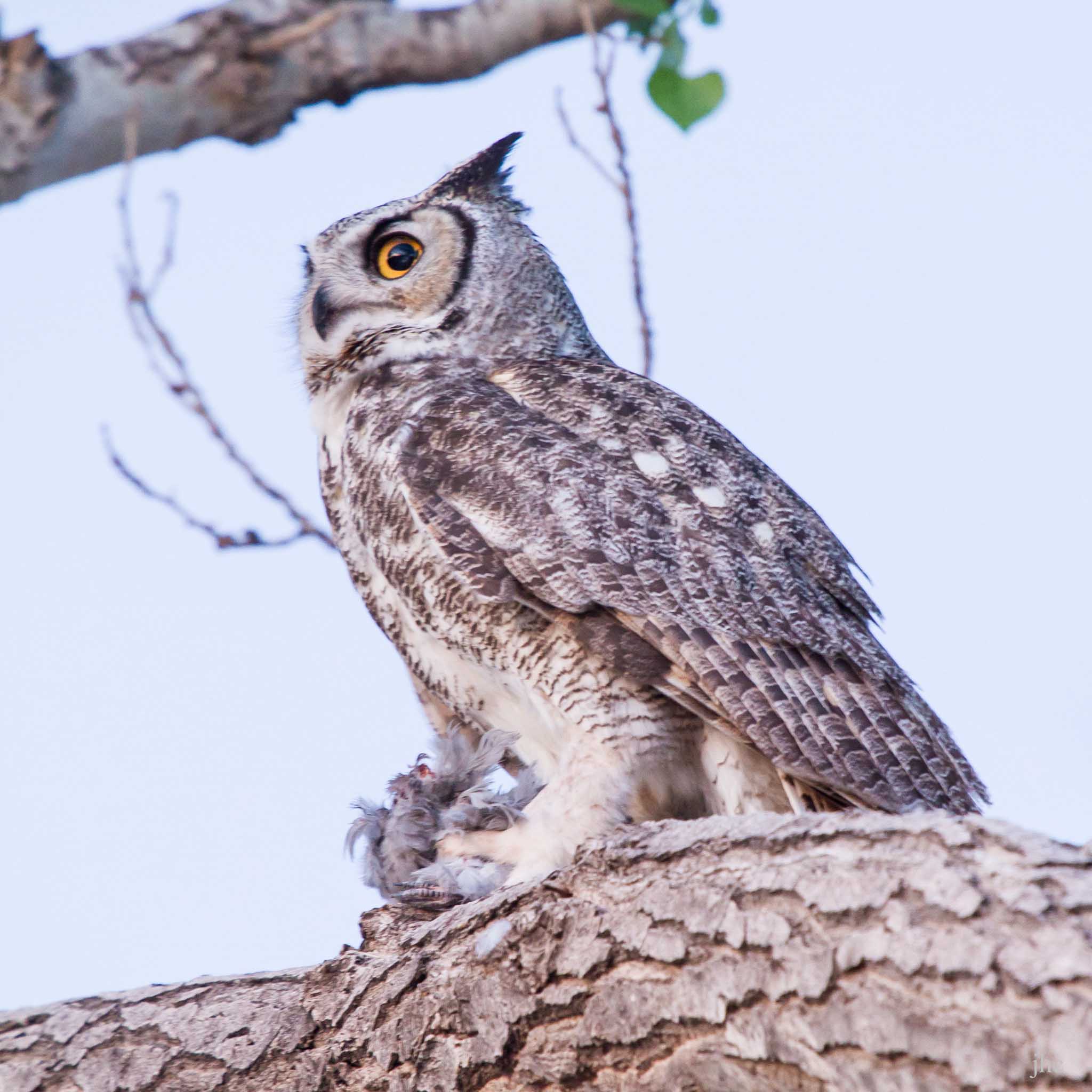 Great Horned Owl bringing home the bacon