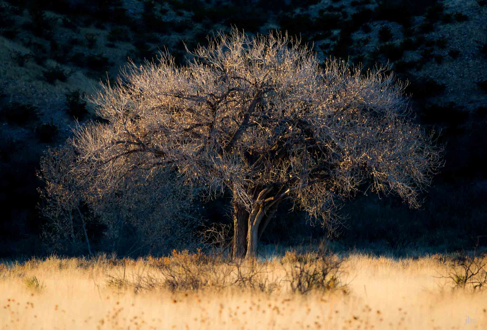image of a Cottonwood tree at Sunset