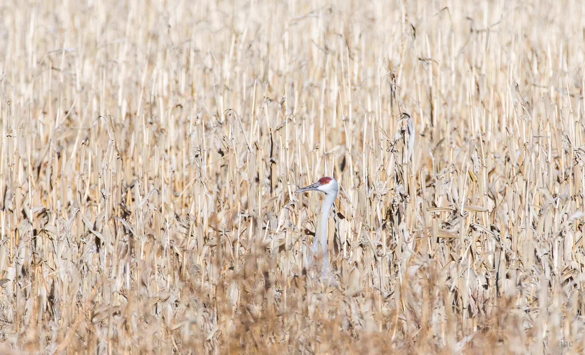Sandhill Crane in a corn field, Bernardo Wildlife Management Area, Bernardo NM, January 11, 2014