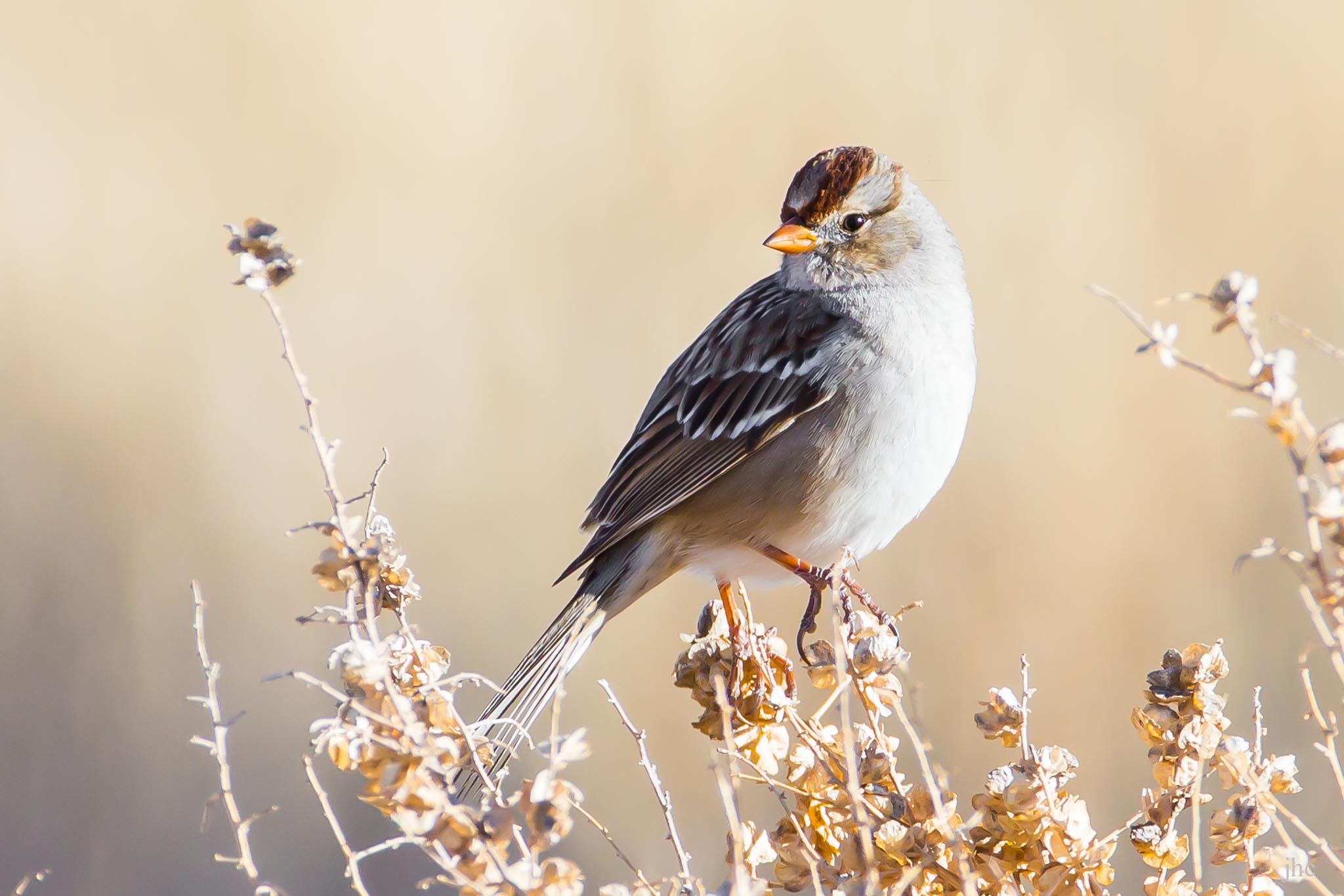 Young White-crowned Sparrow - Bernardo Wildlife Management Area, Bernardo NM, February 2, 2014