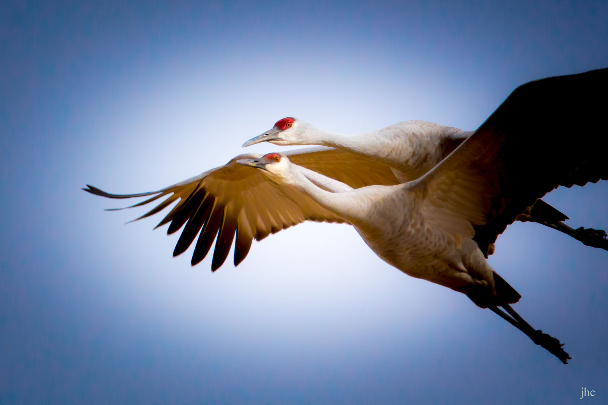 Sandhill Cranes flying at Bernardo Wildlife Management Area, Bernardo NM, February 8, 2014