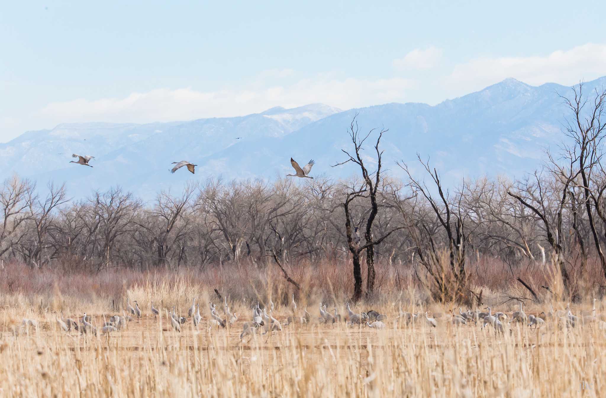 Sandhill Cranes flying out, Bernardo Wildlife Management Area, Bernardo NM, February 8, 2014
