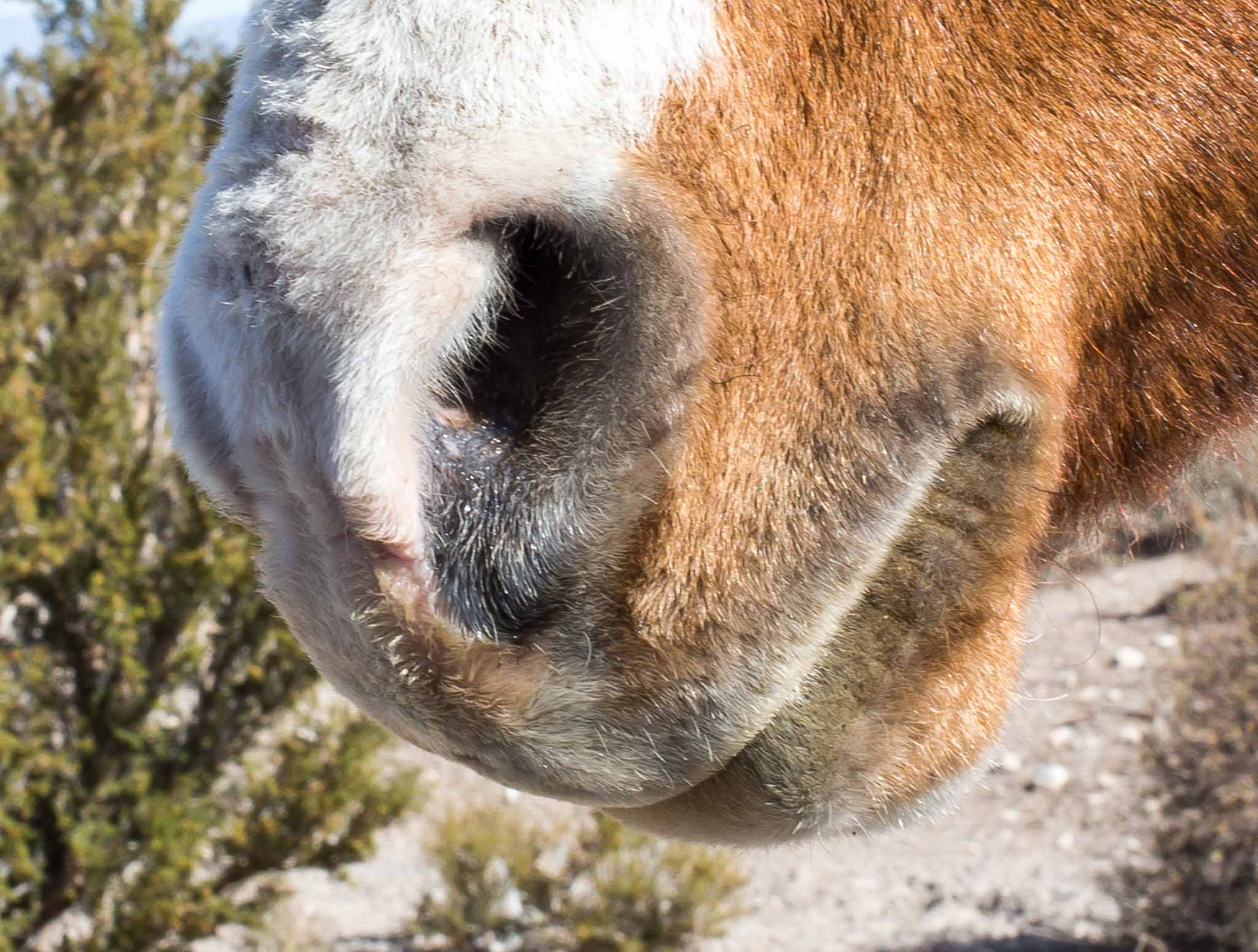 Horse nose, closeup of wild horse at Cold Creek NV, October 22, 2014