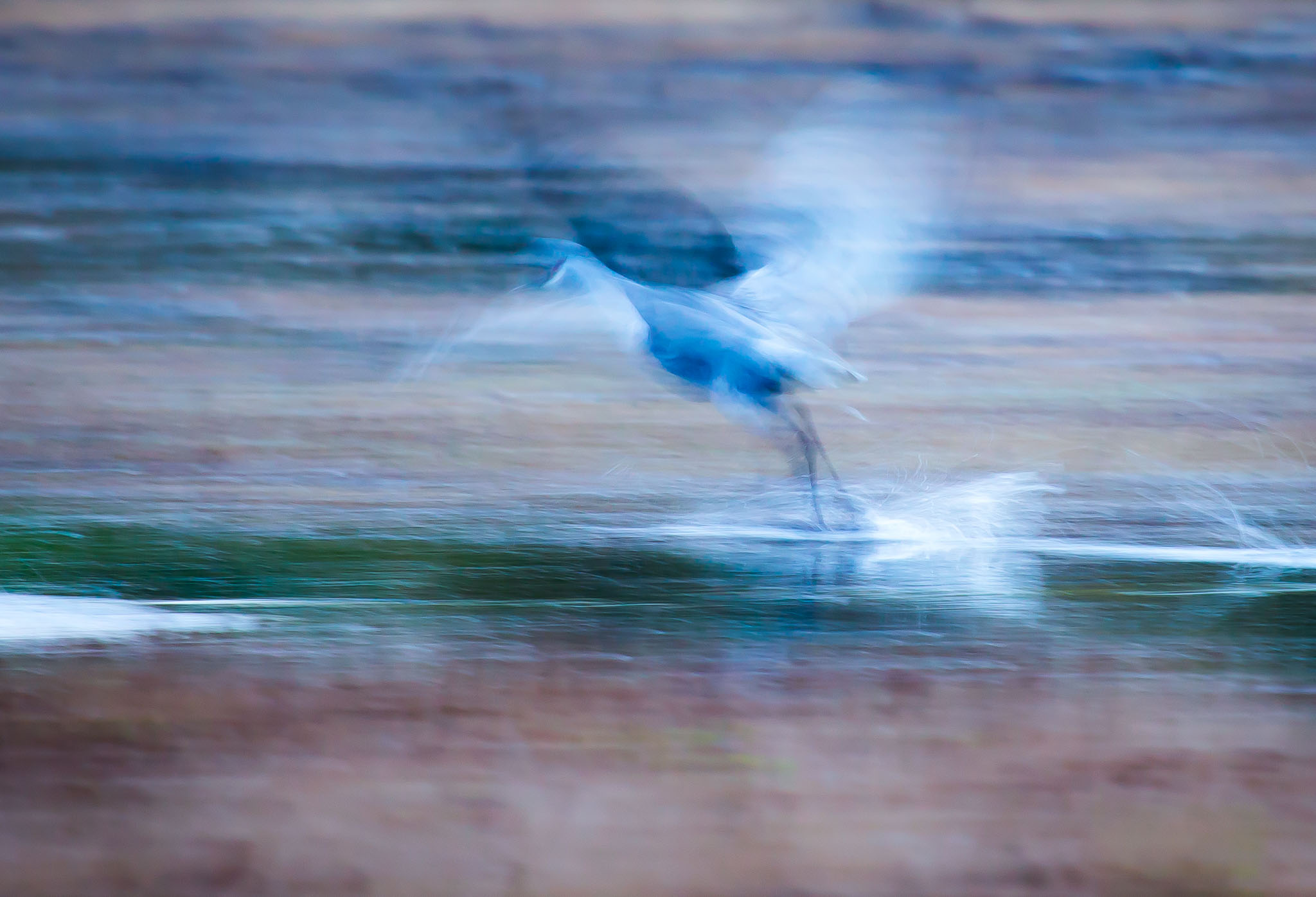 Sandhill Crane taking off from the Bosque, October 27, 2014