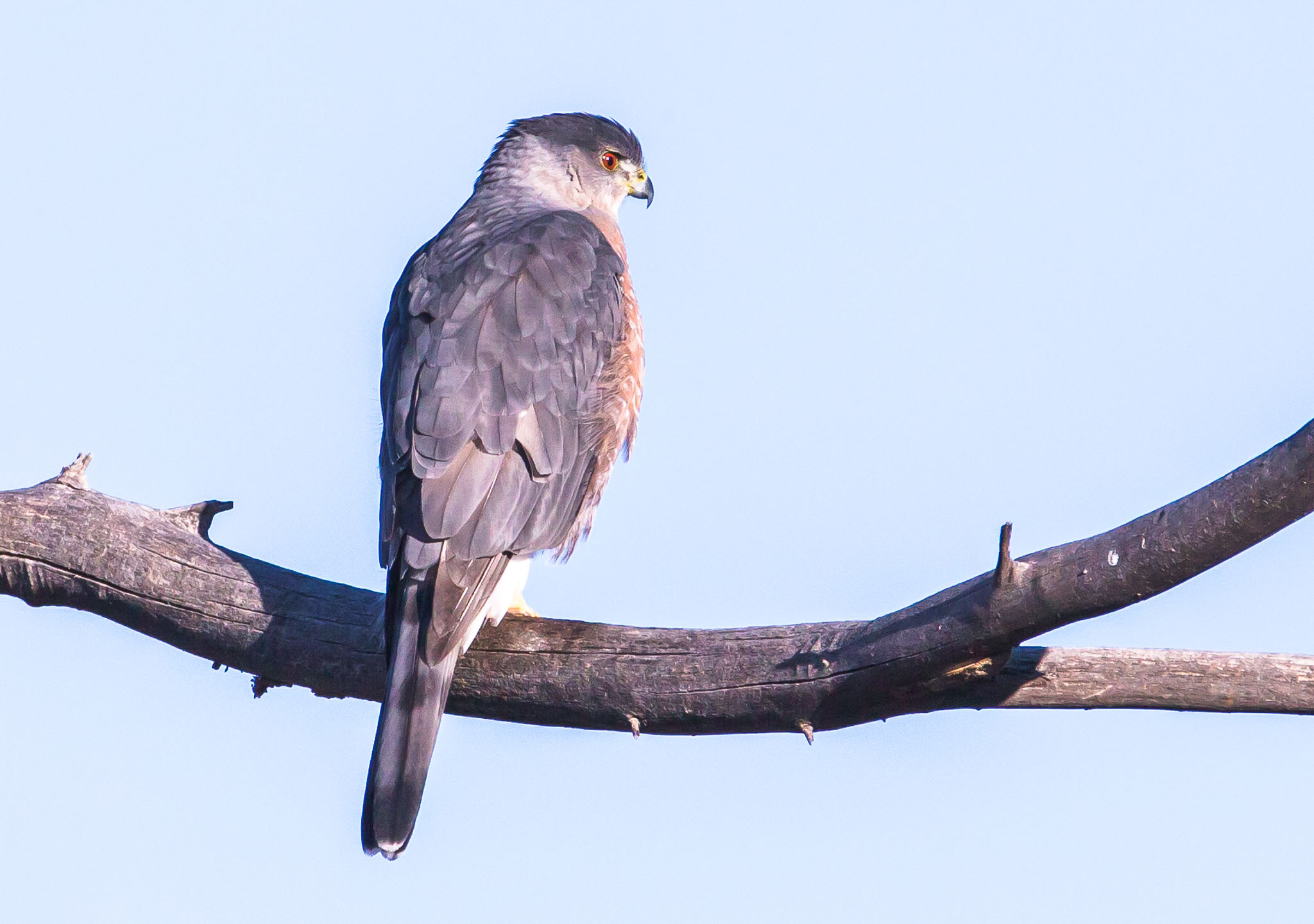 Cooper's Hawk perched on a limb at Bosque del Apache National Wildlife Refuge, San Antonio NM, October 31, 2014