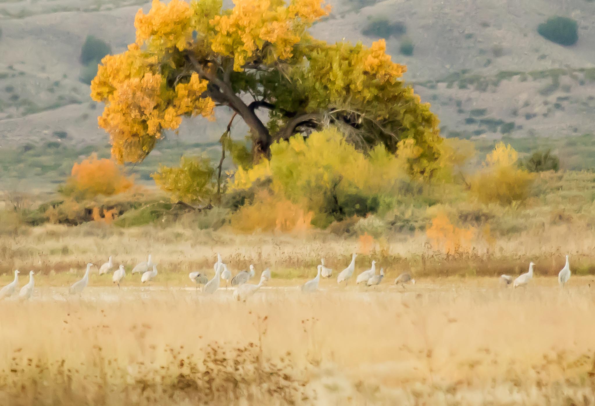 Sandhill Cranes at the pond at Bosque del Apache National Wildlife Refuge, San Antonio NM, November 11, 2014