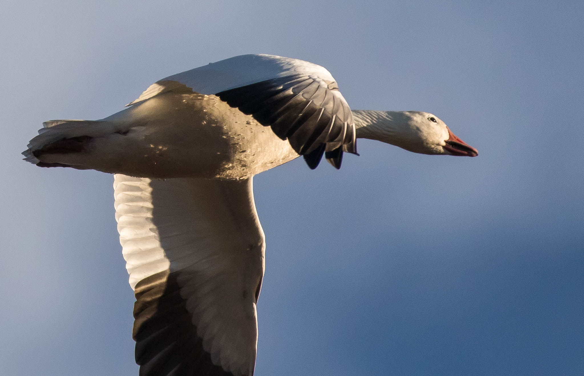 Snow Goose flying, Bosque del Apache National Wildlife Refuge, San Antonio NM, November 30, 2014