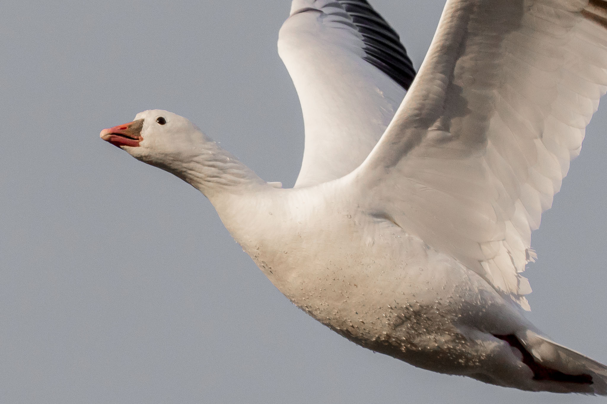 Ross's Goose flying from roost, Bosque del Apache National Wildlife Refuge, San Antonio NM, December 20, 2014