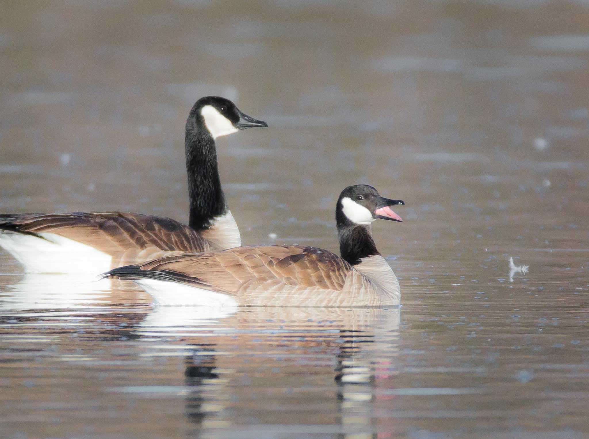 Swimming Canada Geese, Bosque del Apache National Wildlife Refuge, San Antonio NM, January 20, 2015