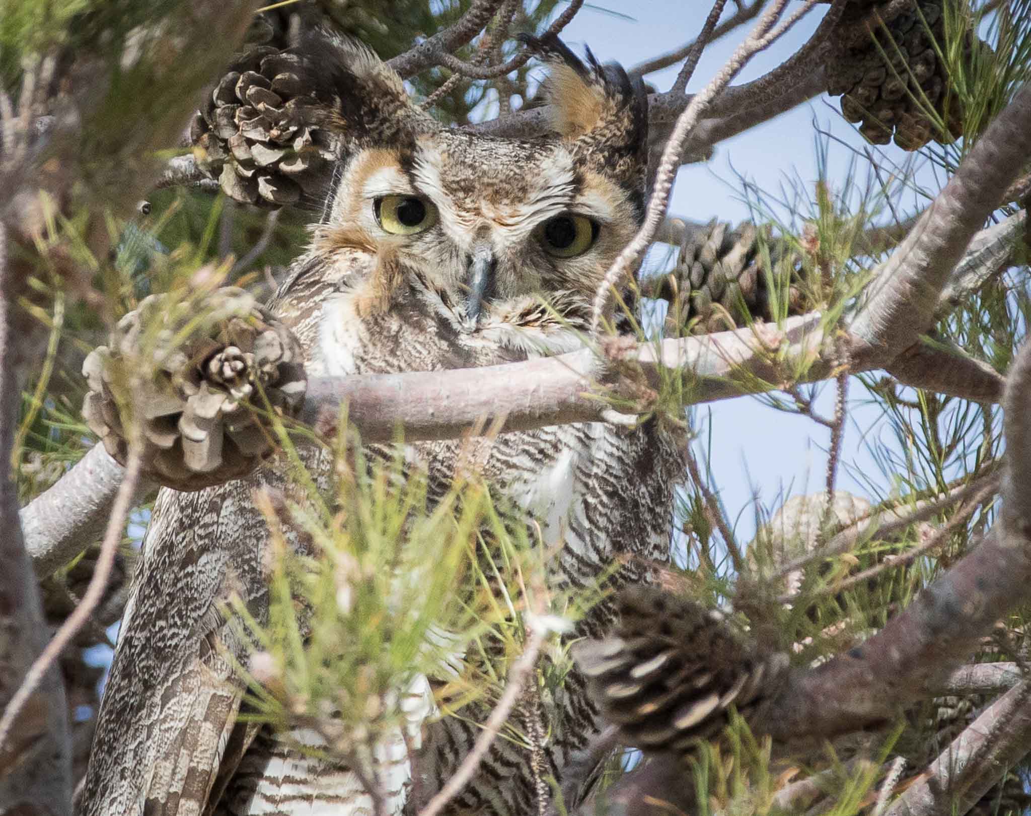 Great Horned Owl roosting in a pine, Pancho Villa State Park, Columbus NM, February 23, 2015