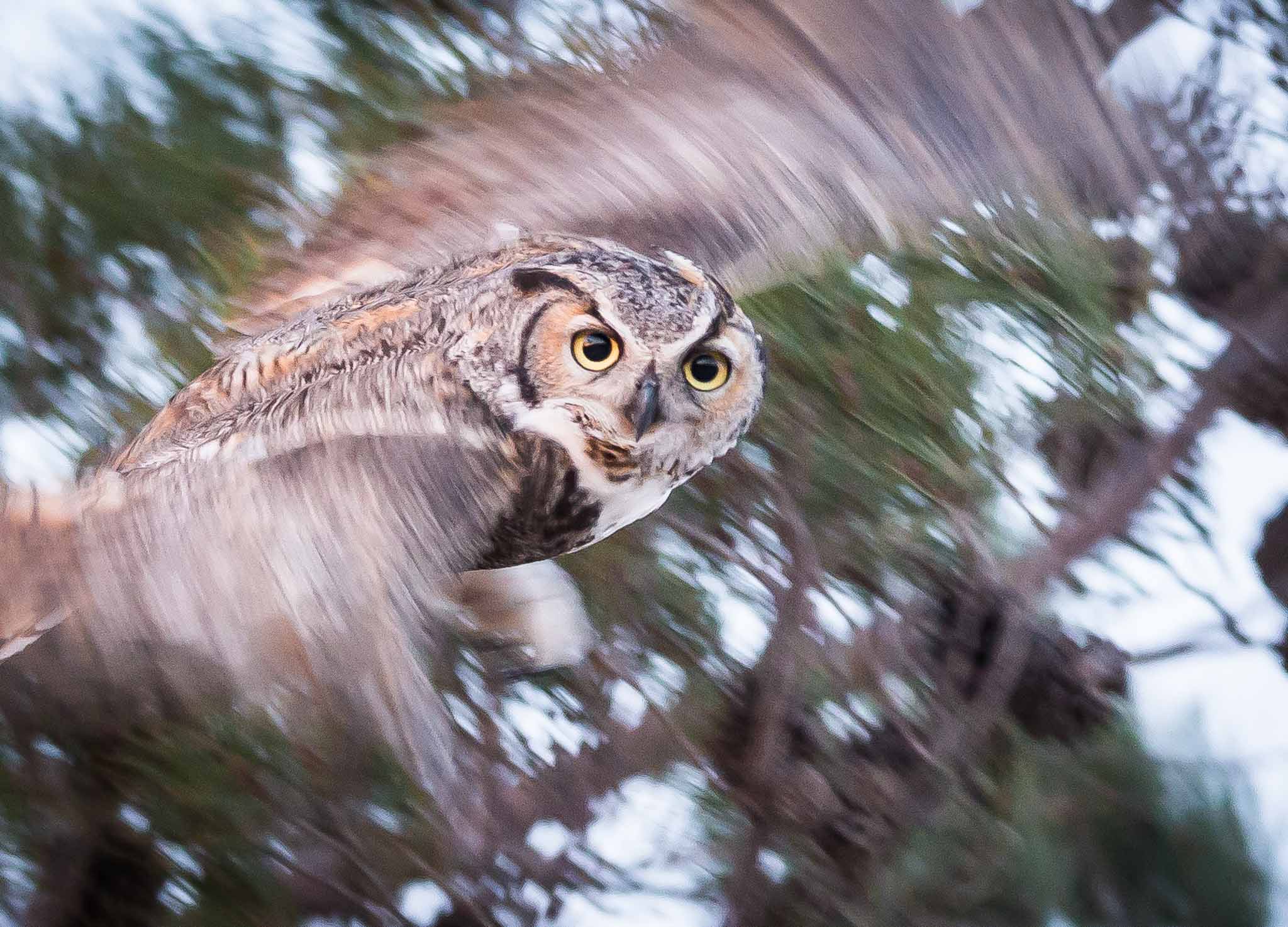 Great Horned Owl leaving the pine at sunset, Pancho Villa State Park, Columbus NM, February 26, 2015