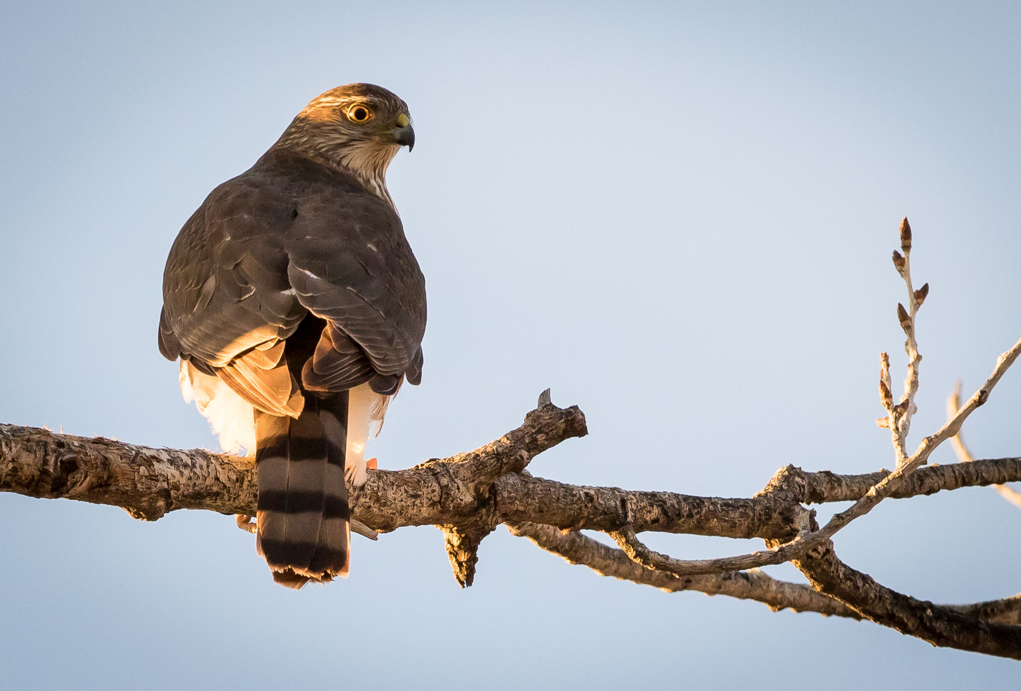 Sharp-shinned Hawk perched on a cottonwood branch, Pancho Villa State Park, Columbus NM, February 26, 2015
