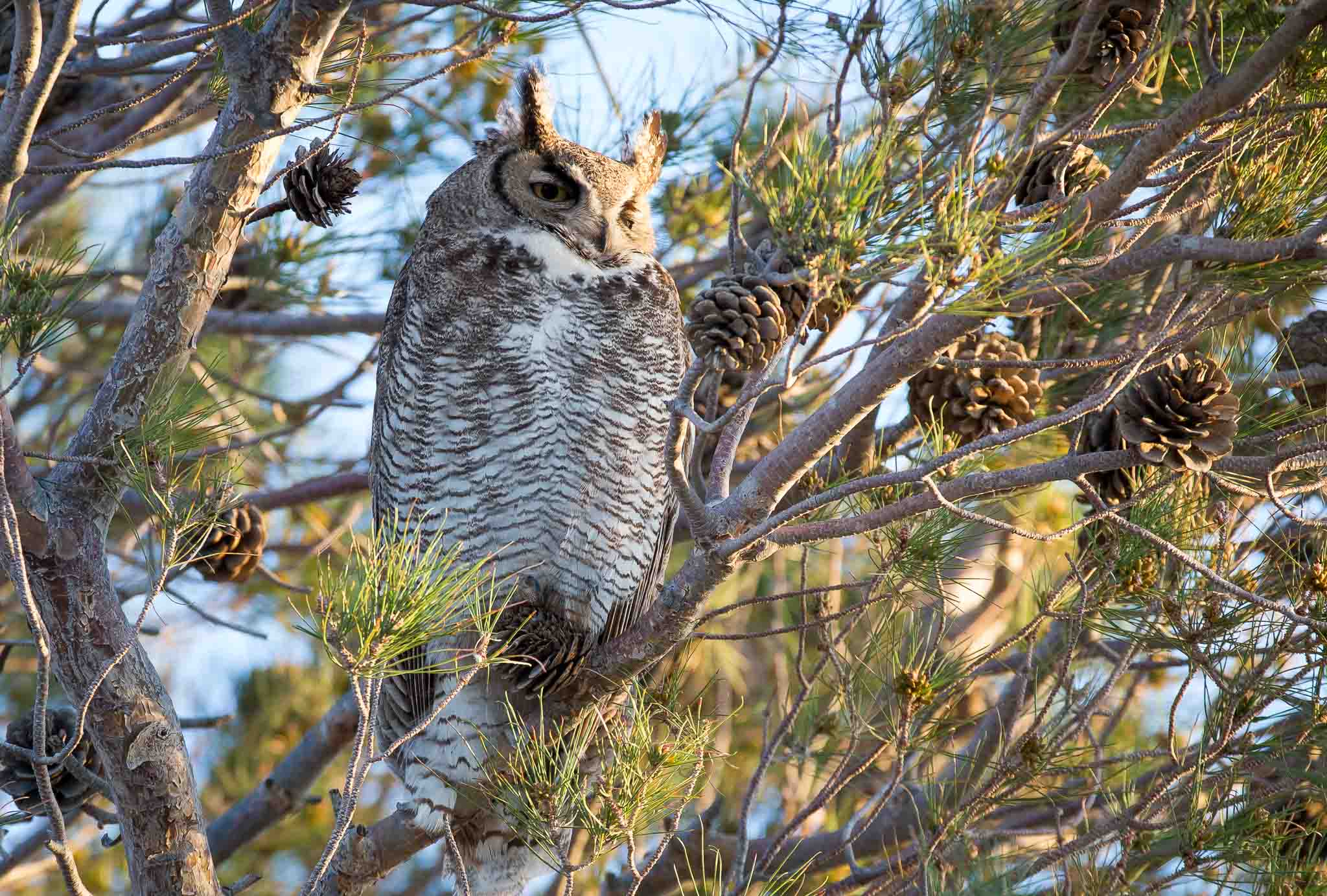 Great Horned Owl in pine, Columbus NM, March 26, 2015