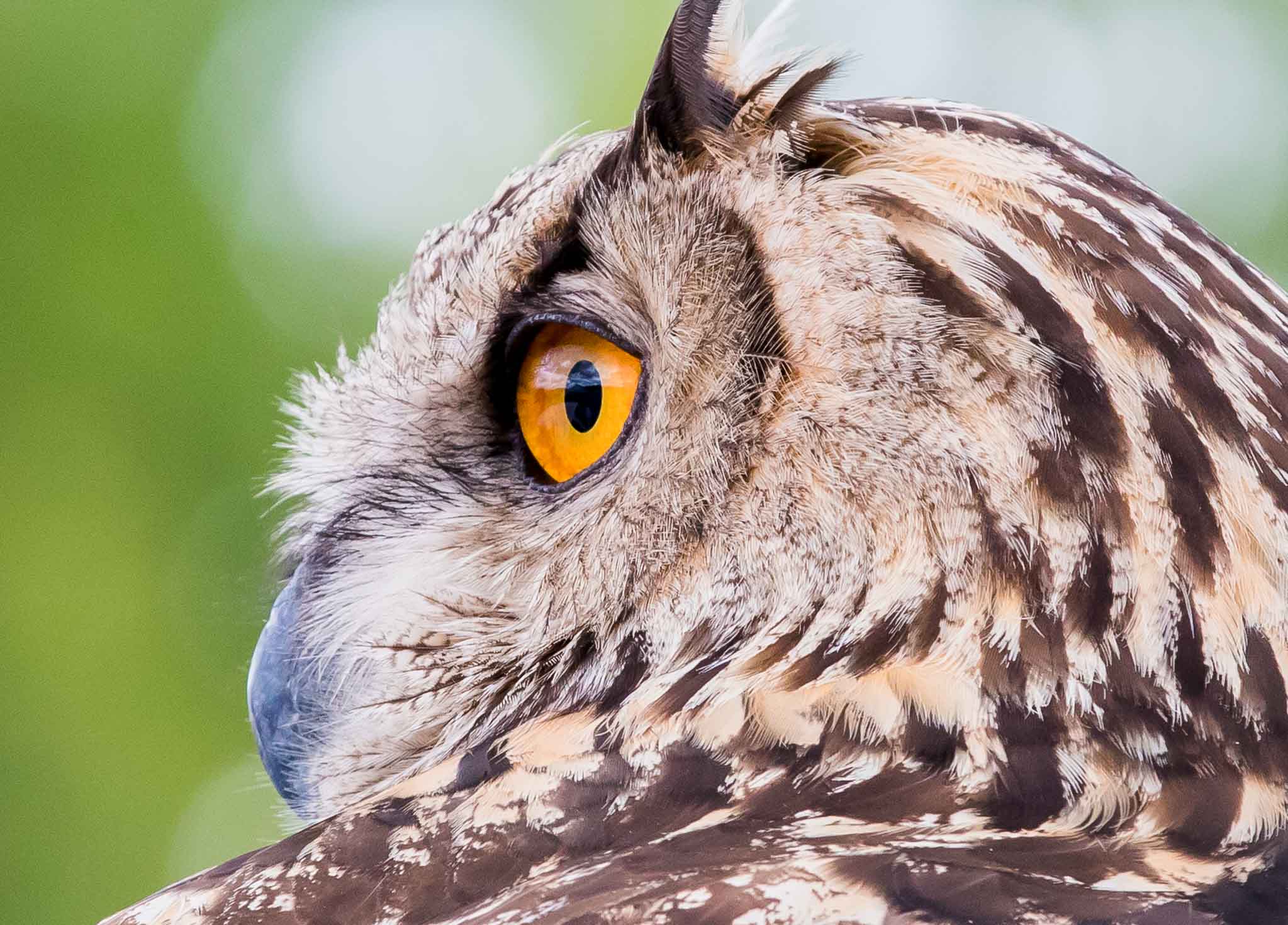 Eurasian Eagle-owl, The Raptor Project show, Berkshire Mall, Lanesboro MA, August 8, 2015