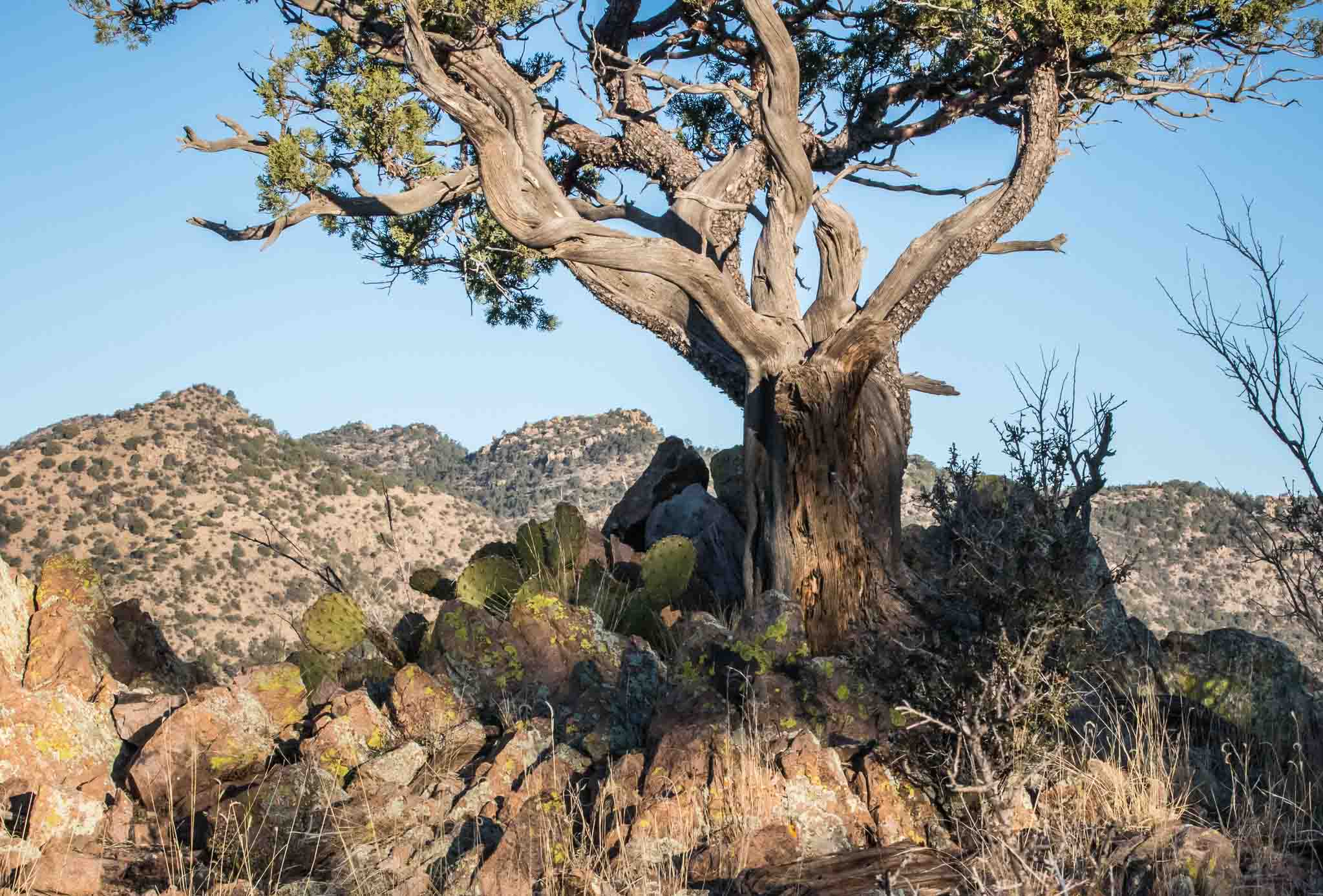 Juniper at Daybreak, Overlooking Noonday Canyon, Gila National Forest, San Lorenzo NM, February 28, 2016