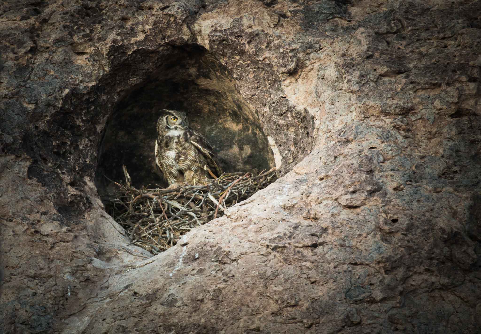 Great Horned Owl on nest in rock, City of Rocks State Park, Faywood NM, April 11, 2016