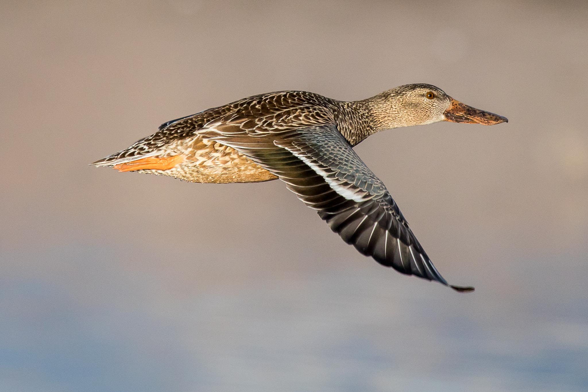 Female Northern Shoveler flying low over the pond, Bosque del Apache National Wildlife Refuge, San Antonio NM, January 5, 2017
