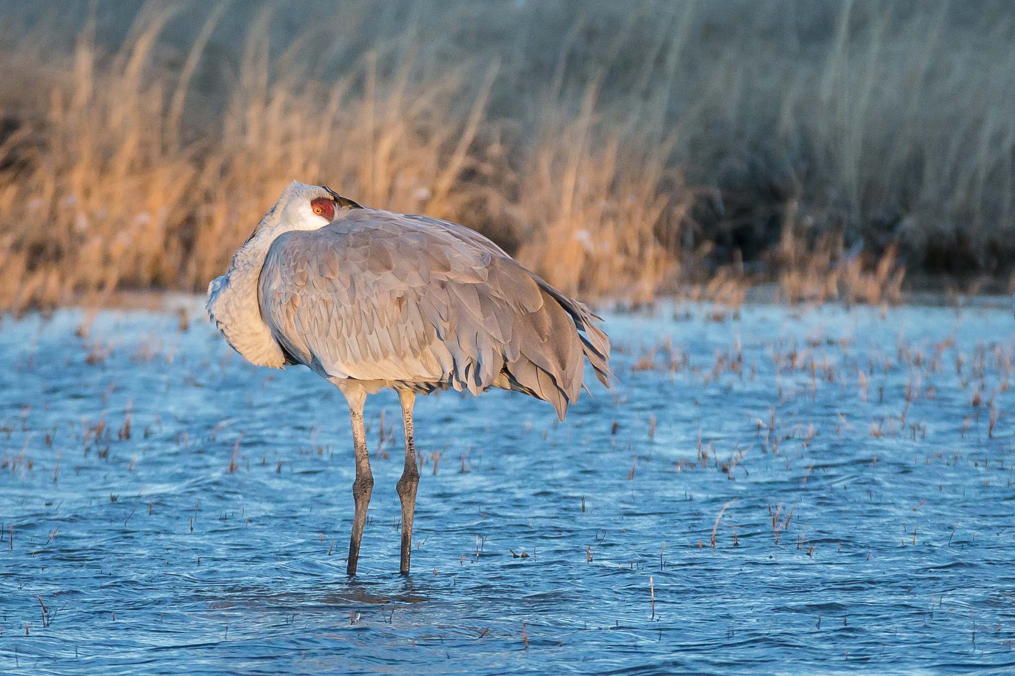 Sandhill Crane sleeping with an eye out, Bosque del Apache National Wildlife Refuge, San Antonio NM, January 24, 2017