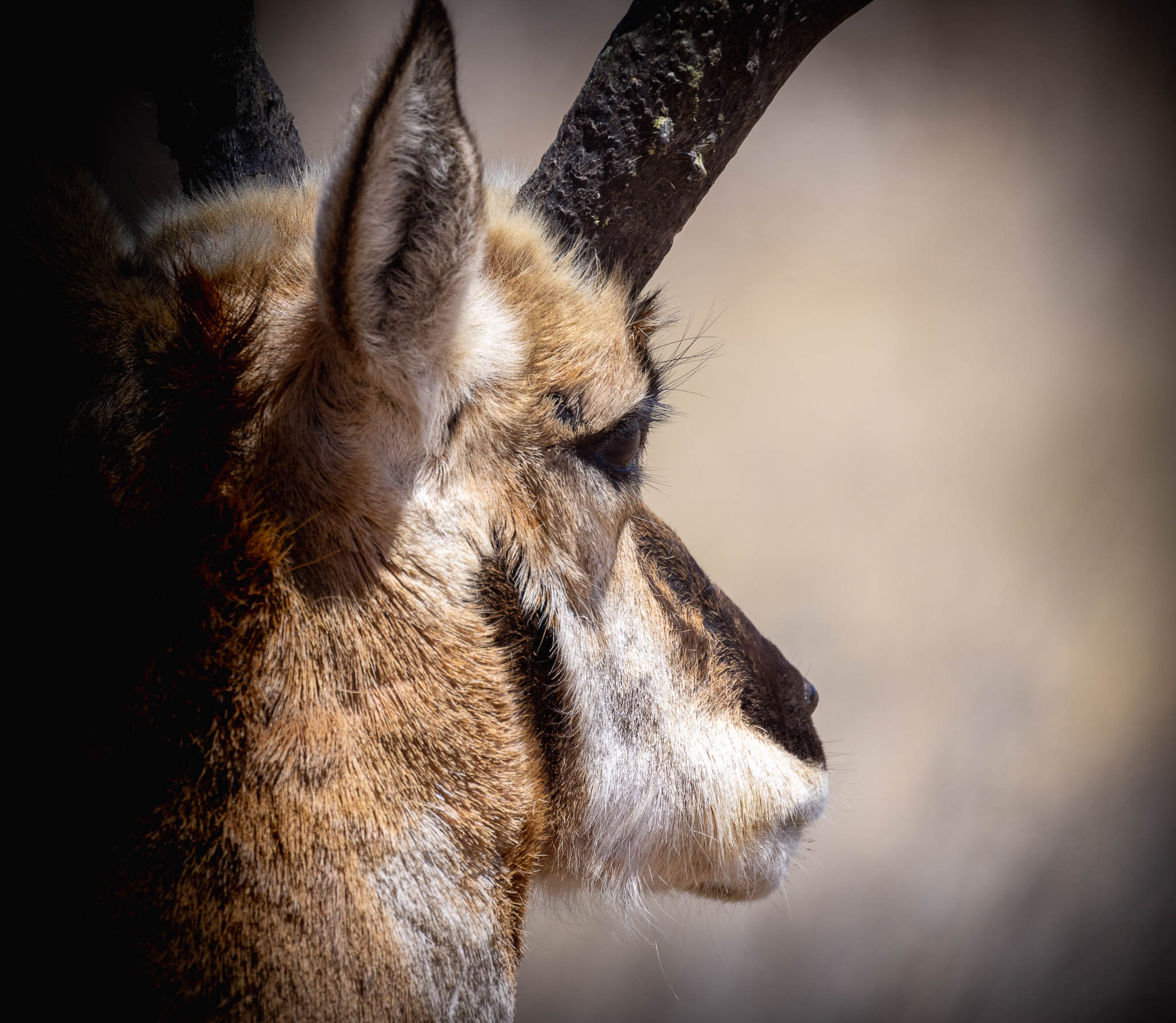 Old Pronghorn Antelope, Ouray National Wildlife Refuge, Vernal UT