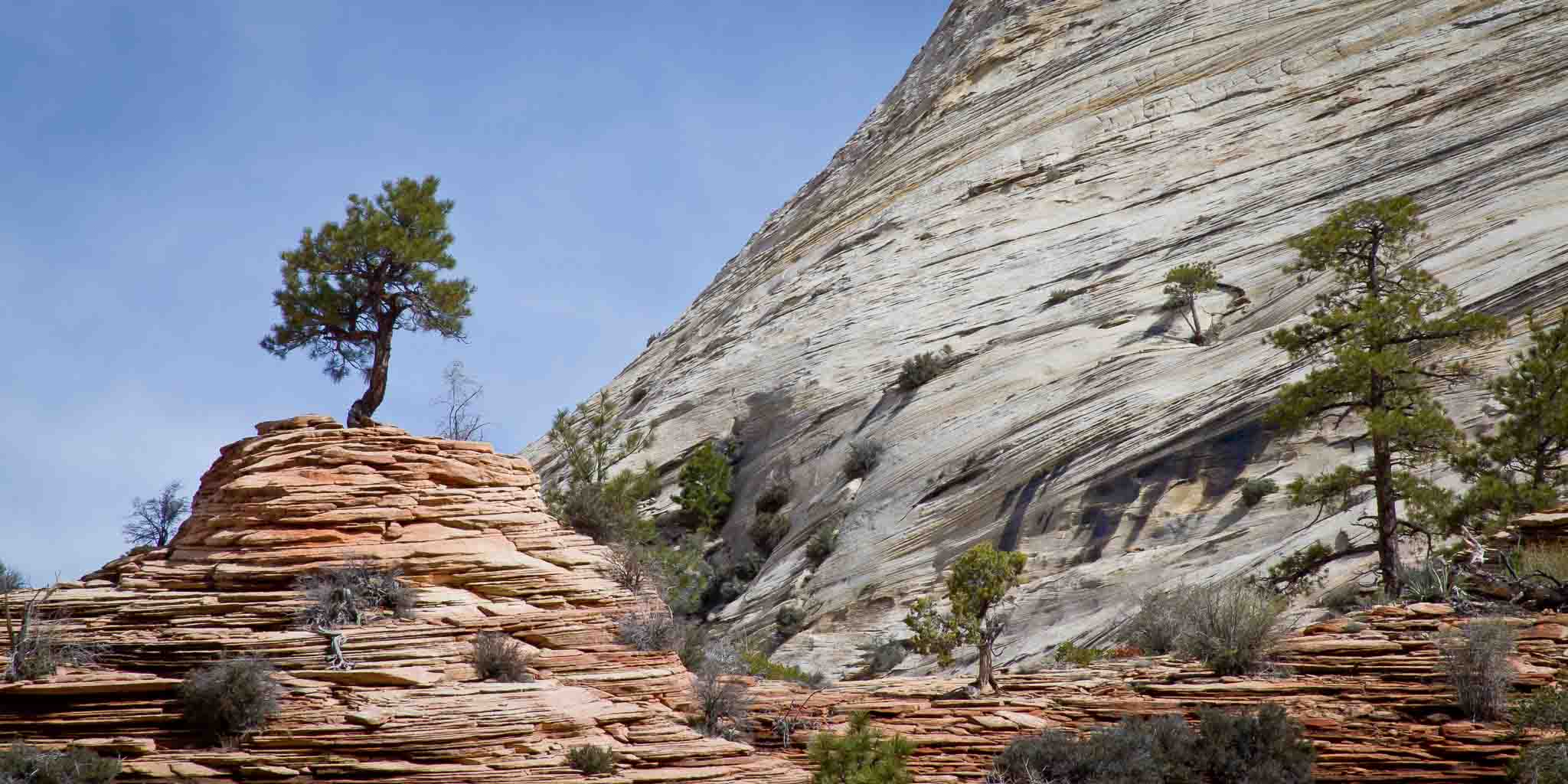 Tree on rock, Zion National Park, Springdale UT, April 11, 2011
