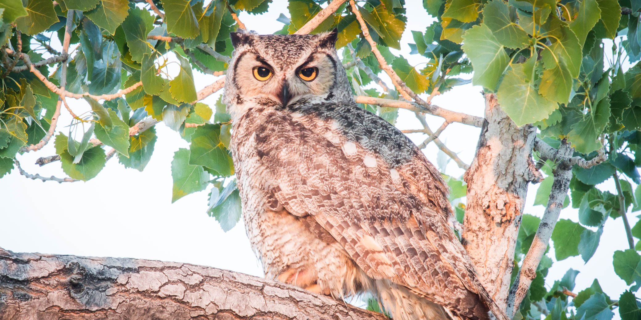 Great Horned Owl perched in a cottonwood, Pancho Villa State Park, Columbus NM, May 8, 2013