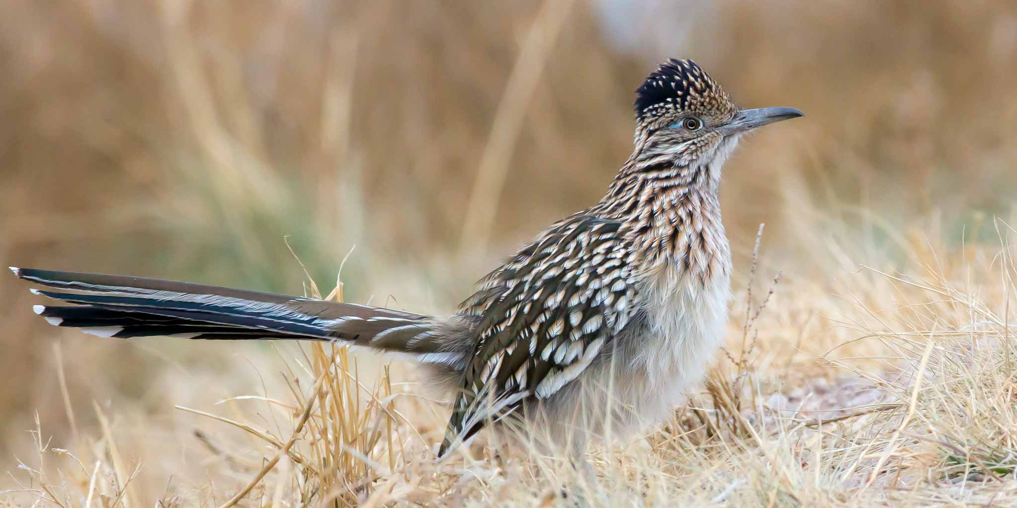 Greater Roadrunner, Bosque del Apache National Wildlife Refuge, San Antonio NM, December 12, 2013