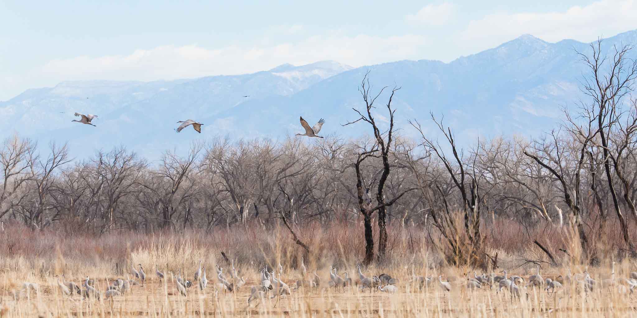 Sandhill Cranes flying out, Bernardo Wildlife Management Area, Bernardo NM, February 8, 2014
