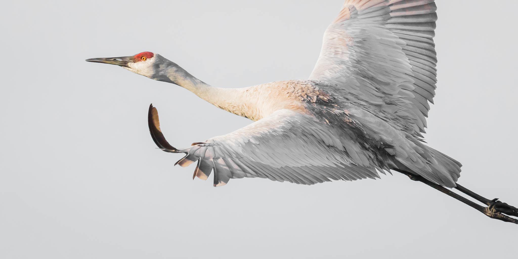 Sandhill Crane flying