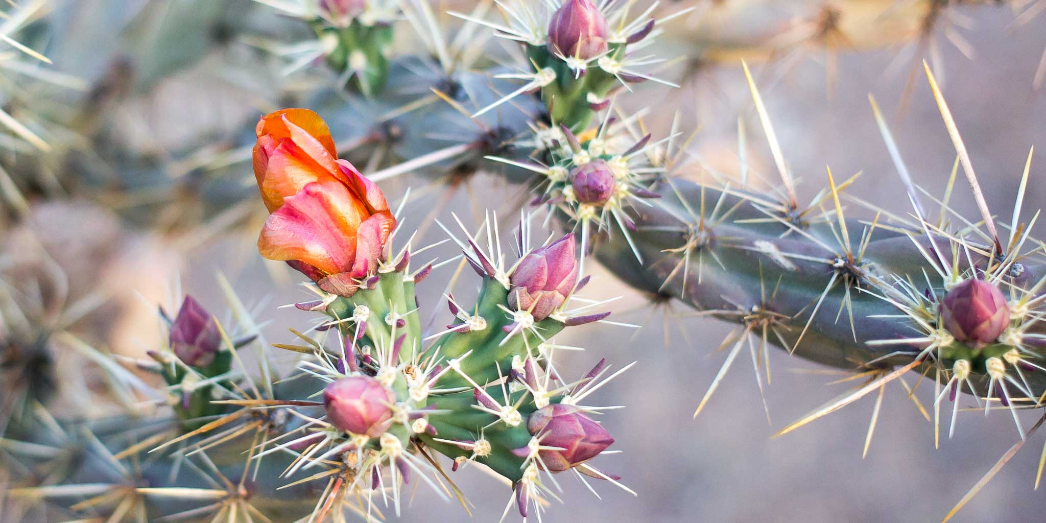 Cholla blossom and buds, Pancho Villa State Park, Columbus NM, April 22, 2016