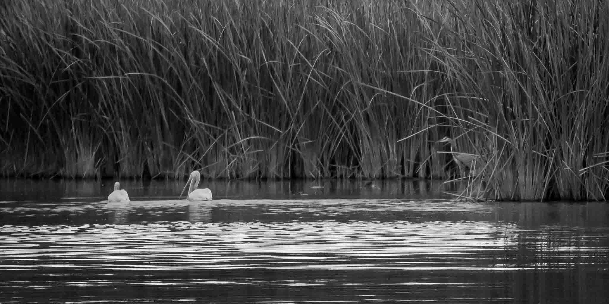 American White Pelicans at dawn, Bosque del Apache National Wildlife Refuge, San Antonio NM, November 1, 2016