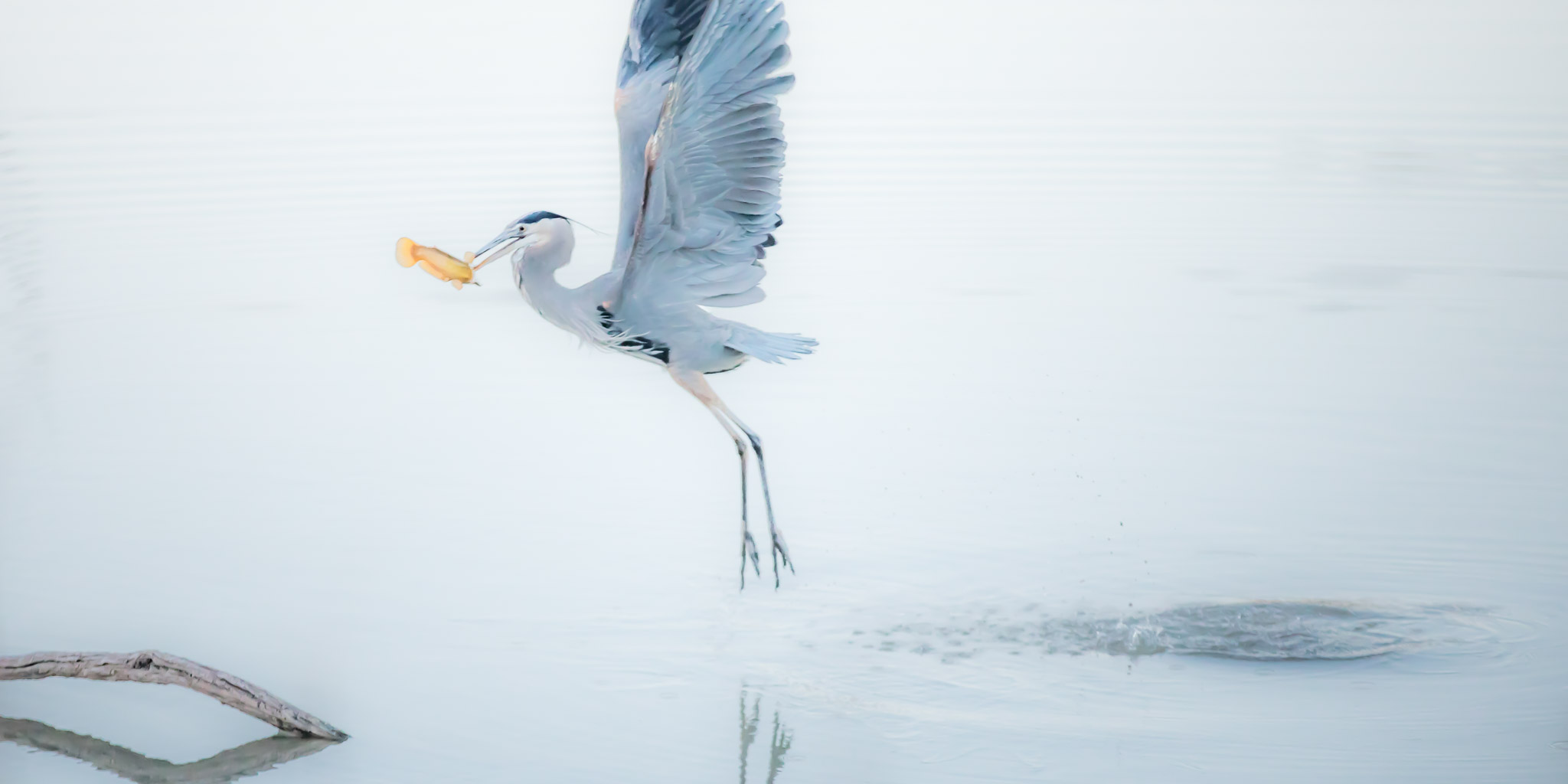 Great Blue Heron flying off with a fish, Bosque del Apache National Wildlife Refuge, San Antonio NM, December 1, 2016