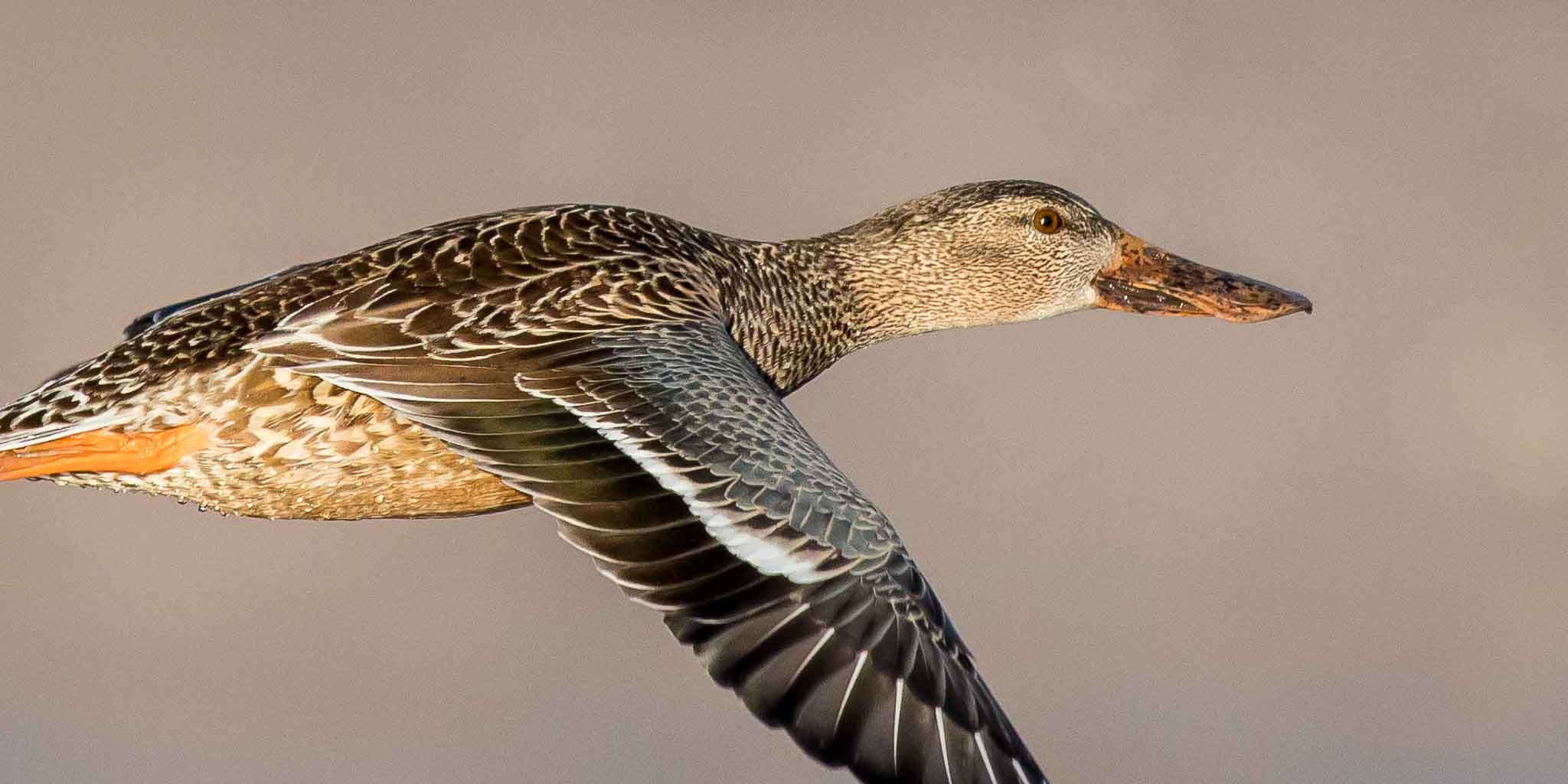 Female Northern Shoveler flying low over the pond, Bosque del Apache National Wildlife Refuge, San Antonio NM, January 5, 2017