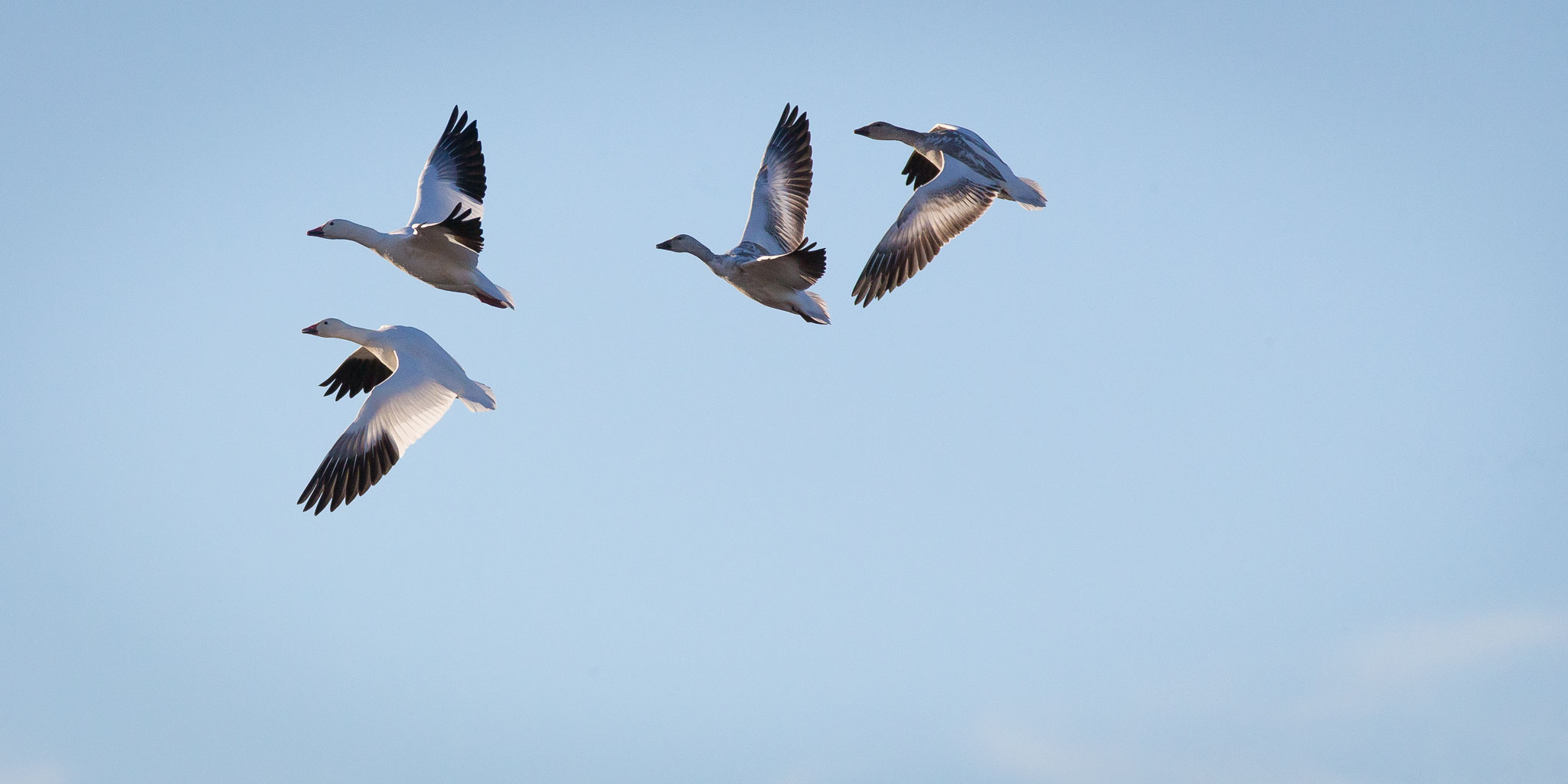 Snow Geese, Flying into the Wind, Bosque del Apache National Wildlife Refuge, San Antonio NM, November 10, 2017