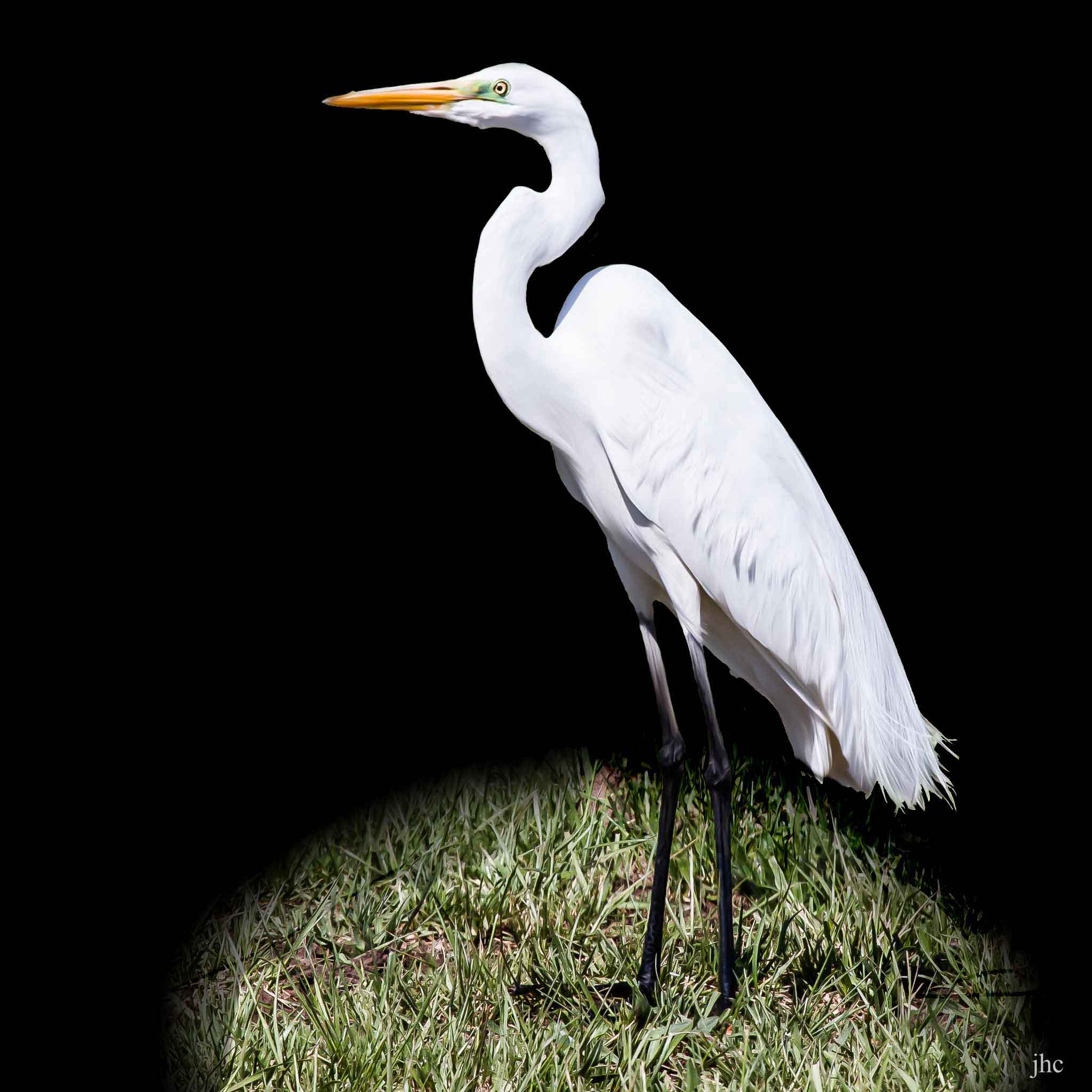 Geat Egret