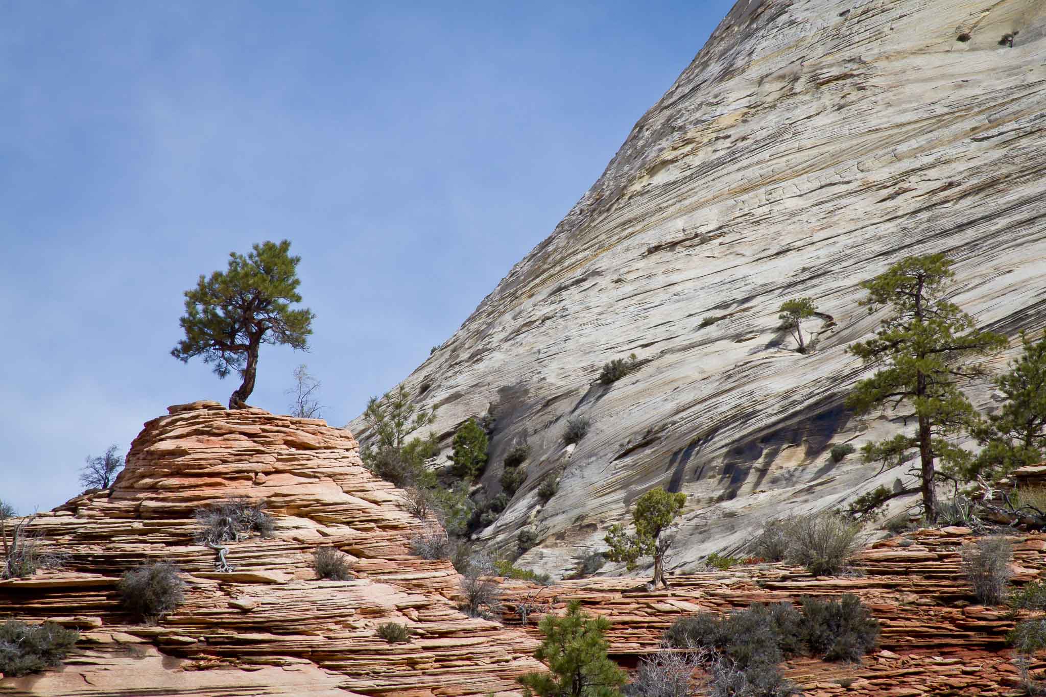 Lone Pine, Zion National Park, Springdale UT, April 11, 2011