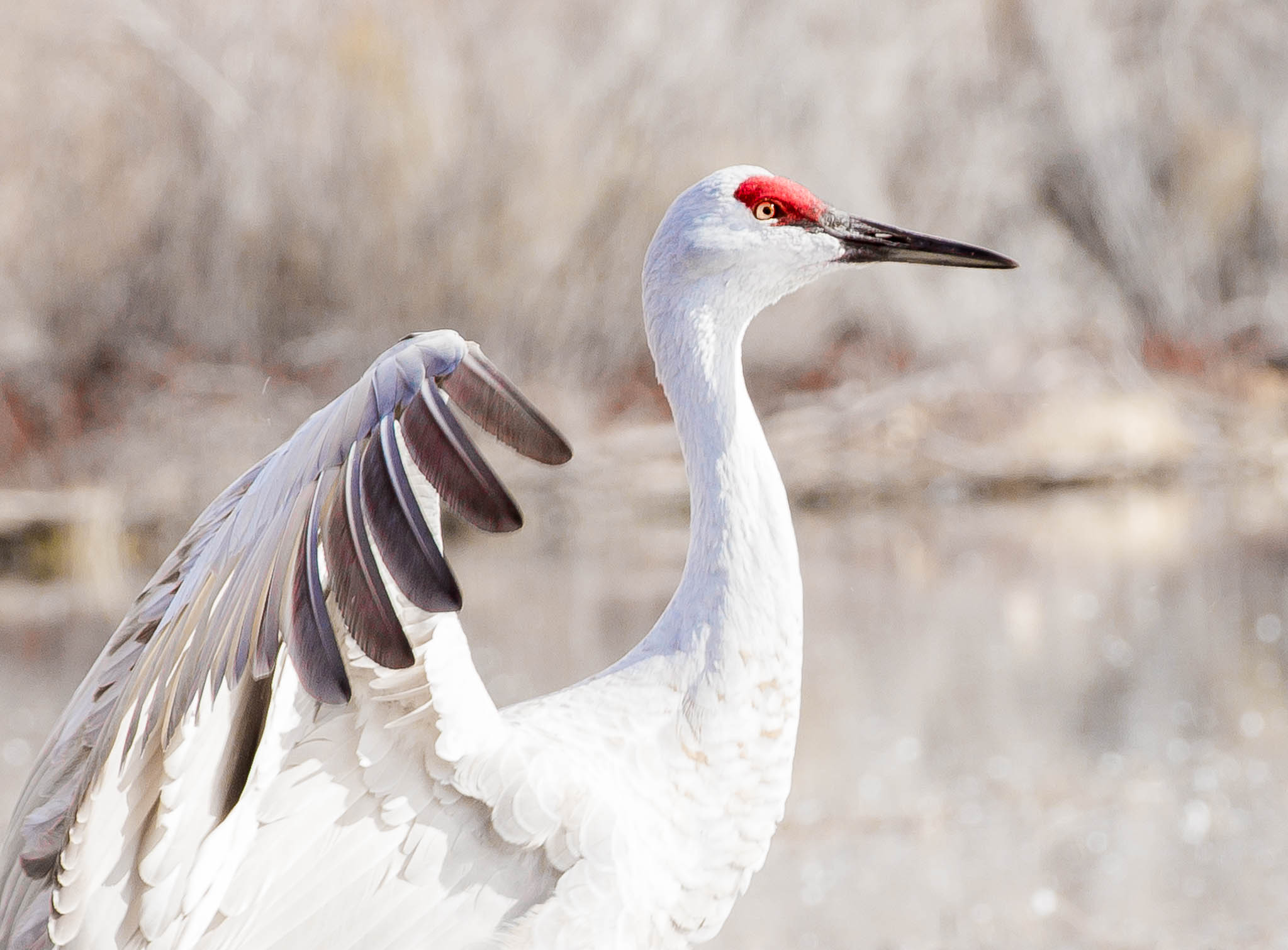 Sandhill Crane keeping its balance walking over frozen mud, Bosque del Apache National Wildlife Refuge, San Antonio NM, December 26, 2012