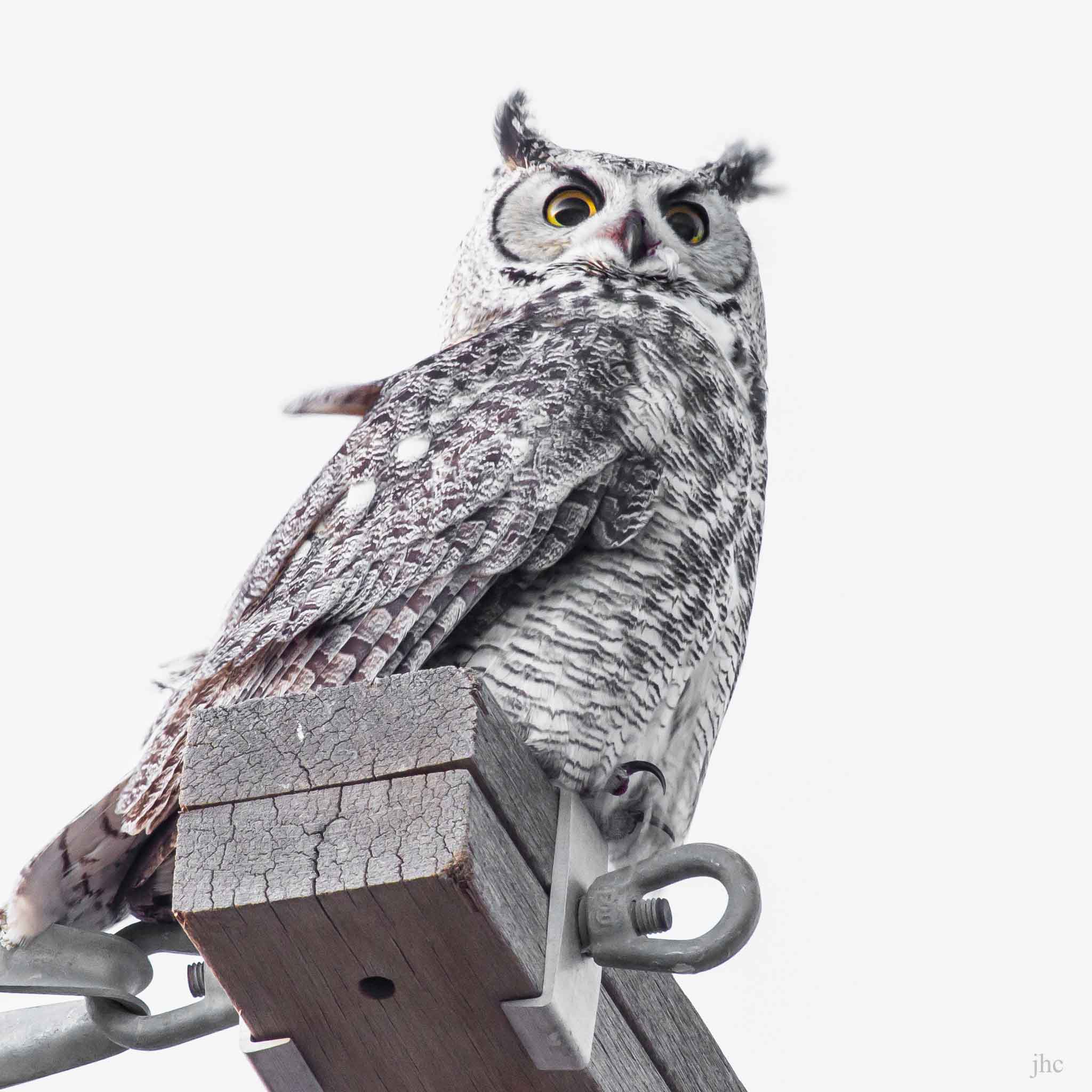 great horned owl