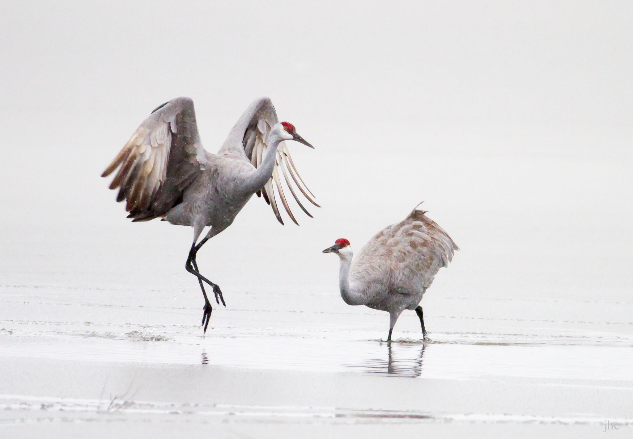 Sandhill Cranes on a Snowy Dawn