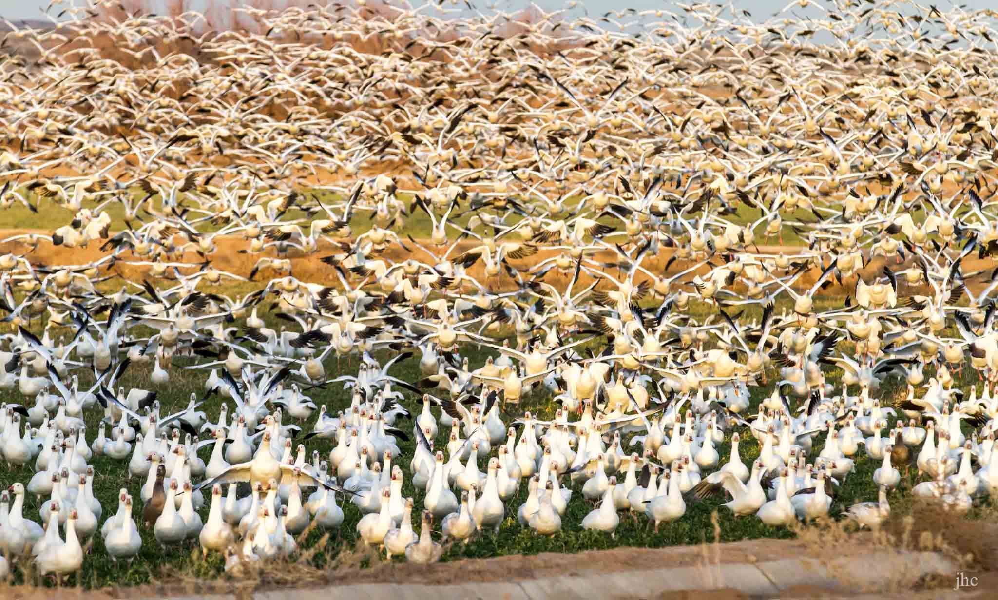 Snow Geese leaving the Farm Fields