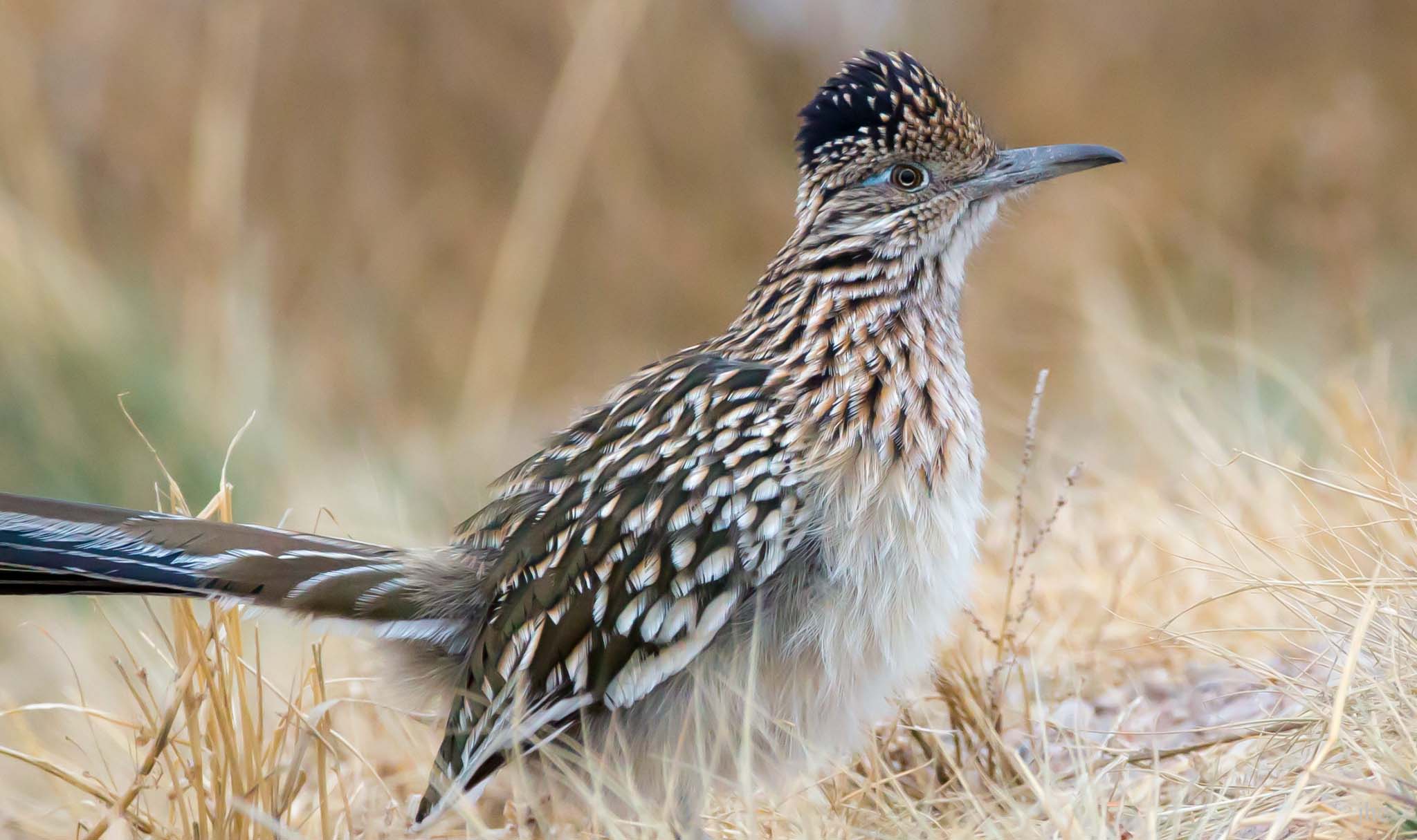 Image of a Roadrunner, Bosque del Apache National Wildlife Refuge, San Antonio NM, December 12, 2013