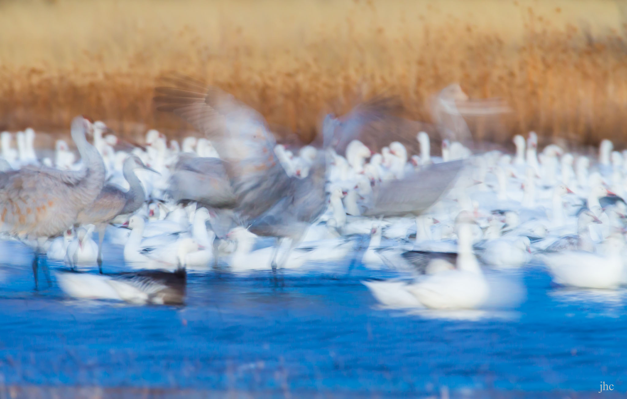 Sandhill Cranes & Snow Geese at the roost, Bosque del Apache National Wildlife Refuge, San Antonio NM, December 14, 2013