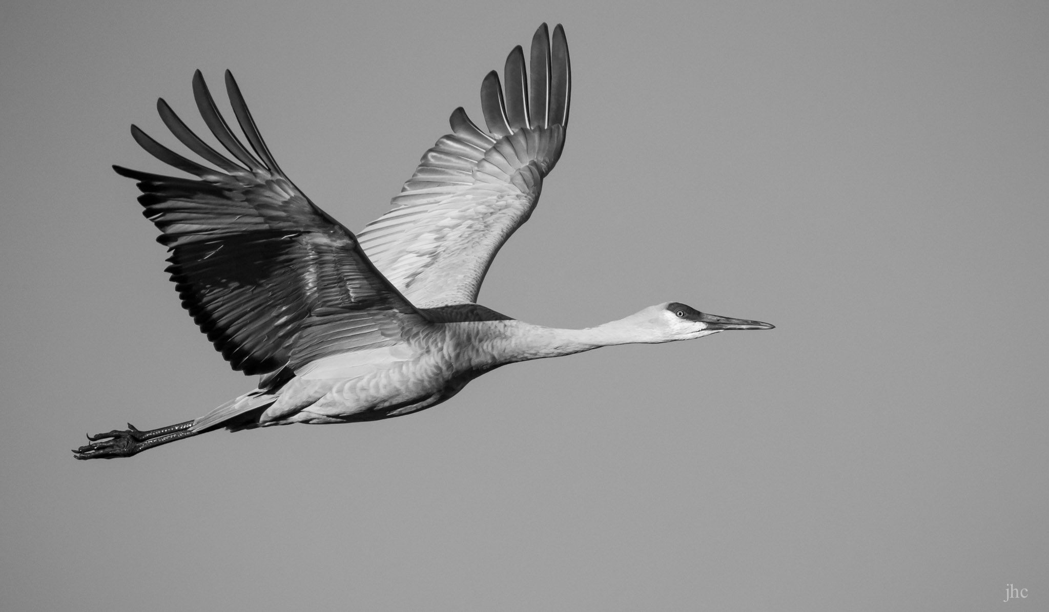 Sandhill Crane, A Portrait in Flight