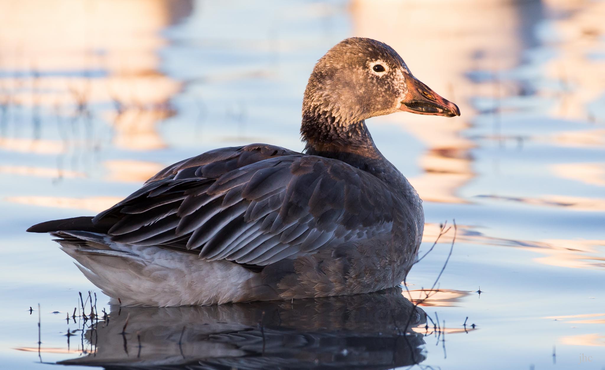Young Blue Goose